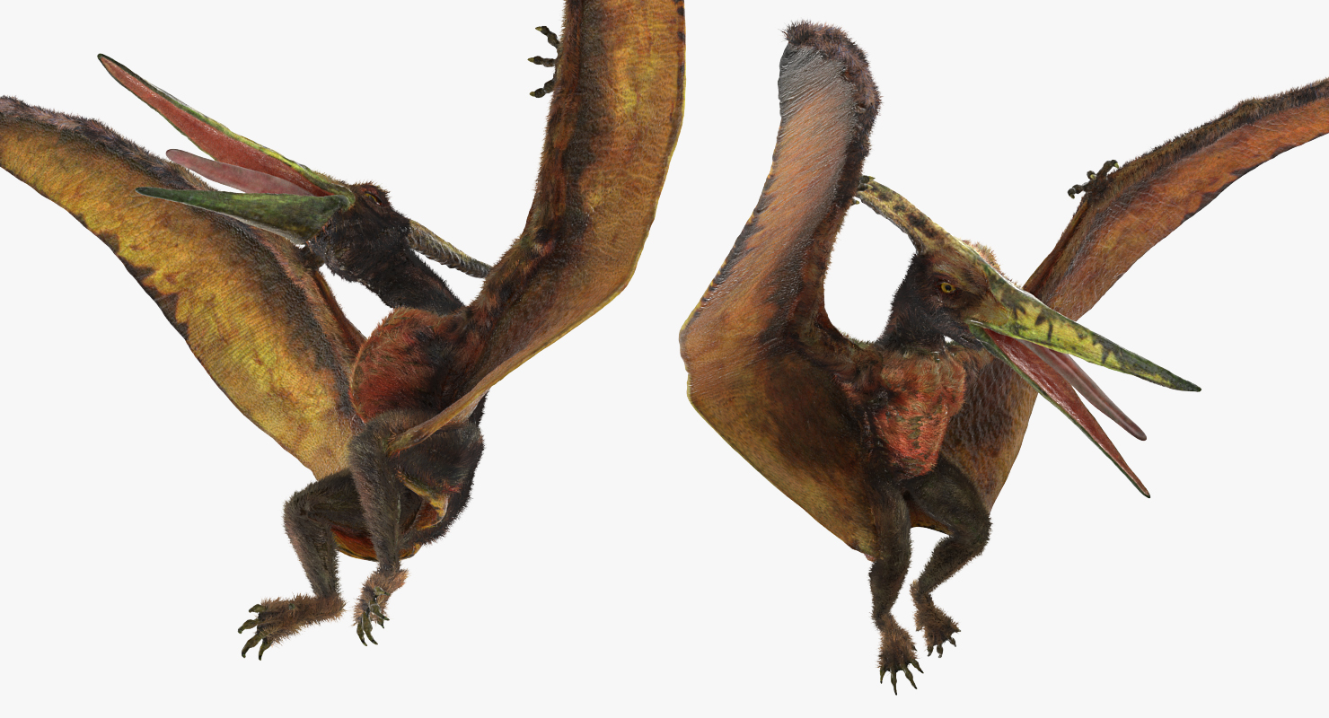 Pteranodon Flying Carnivorous Reptile Landing Pose with Fur 3D model