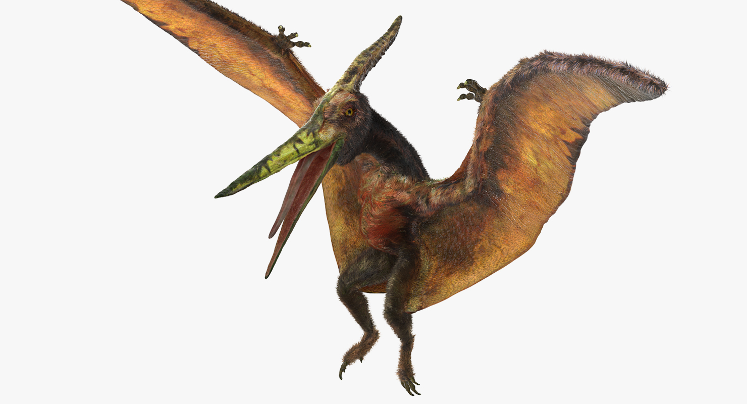 Pteranodon Flying Carnivorous Reptile Landing Pose with Fur 3D model