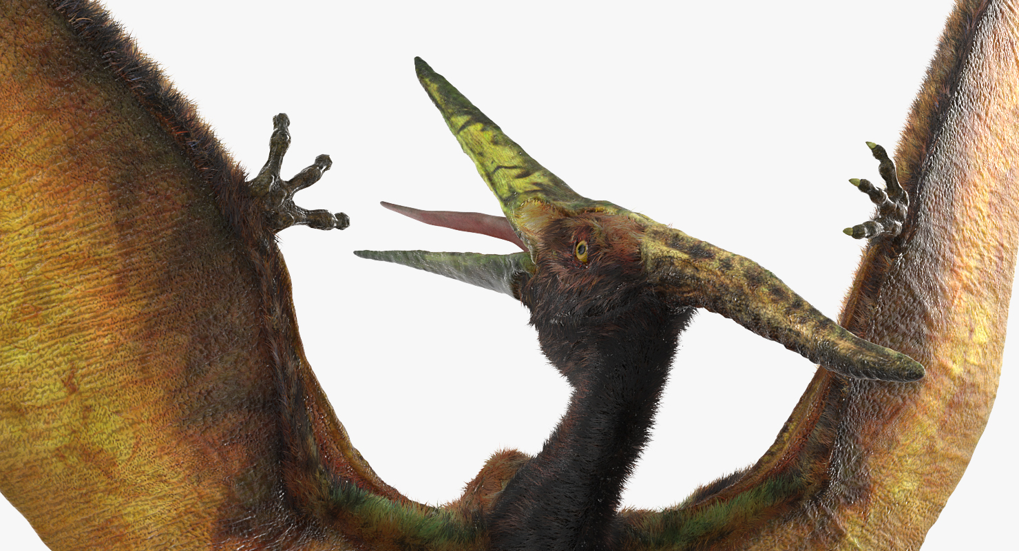 Pteranodon Flying Carnivorous Reptile Landing Pose with Fur 3D model