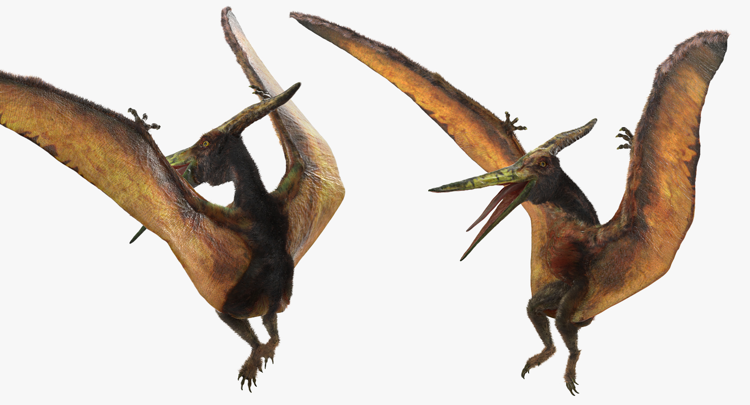Pteranodon Flying Carnivorous Reptile Landing Pose with Fur 3D model