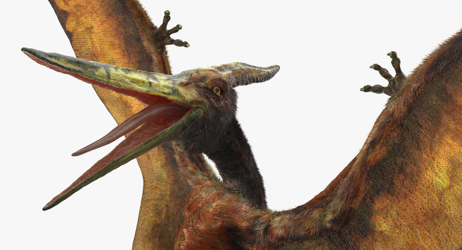 Pteranodon Flying Carnivorous Reptile Landing Pose with Fur 3D model