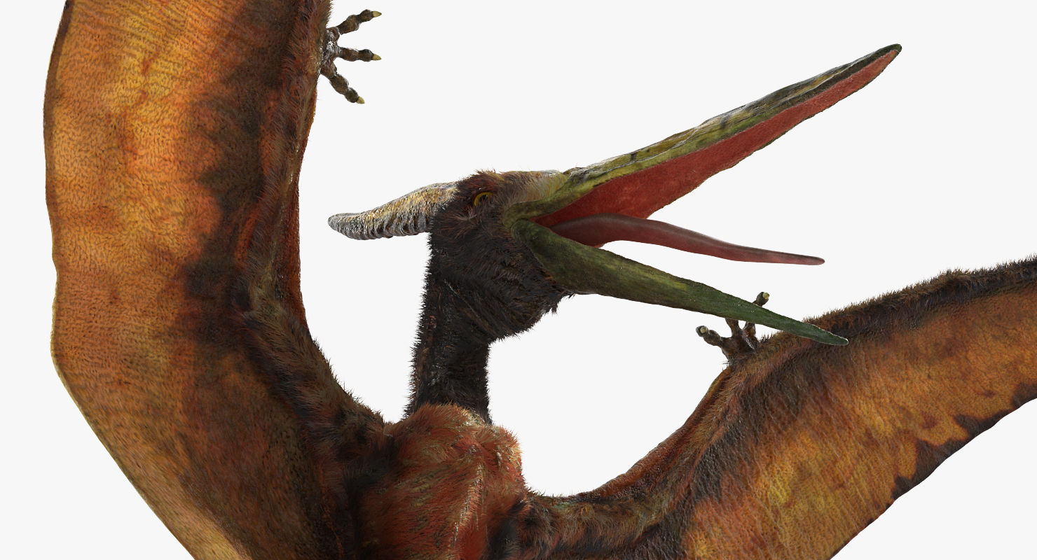 Pteranodon Flying Carnivorous Reptile Landing Pose with Fur 3D model