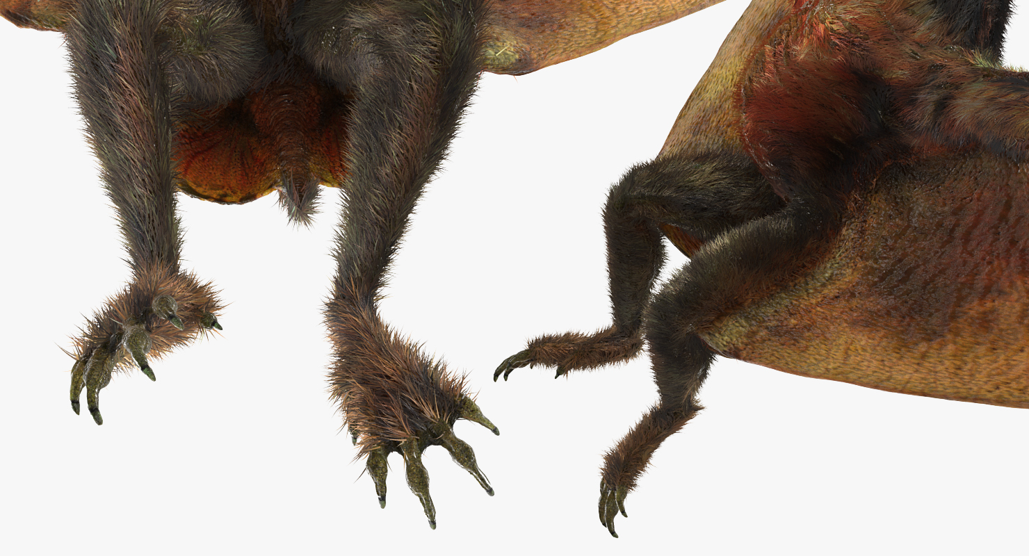 Pteranodon Flying Carnivorous Reptile Landing Pose with Fur 3D model