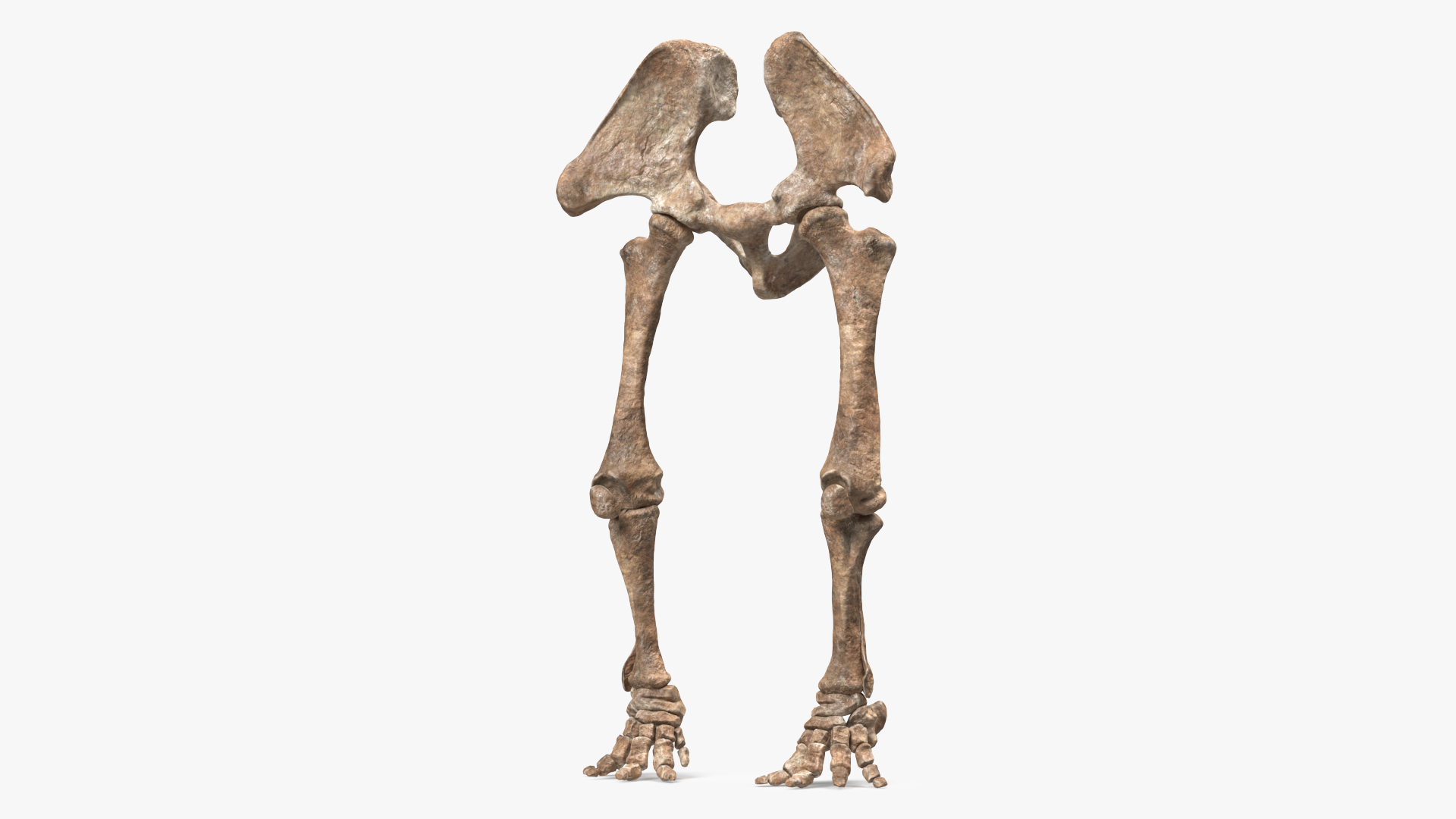 3D Mammoth Skeleton Foot Old Bones
