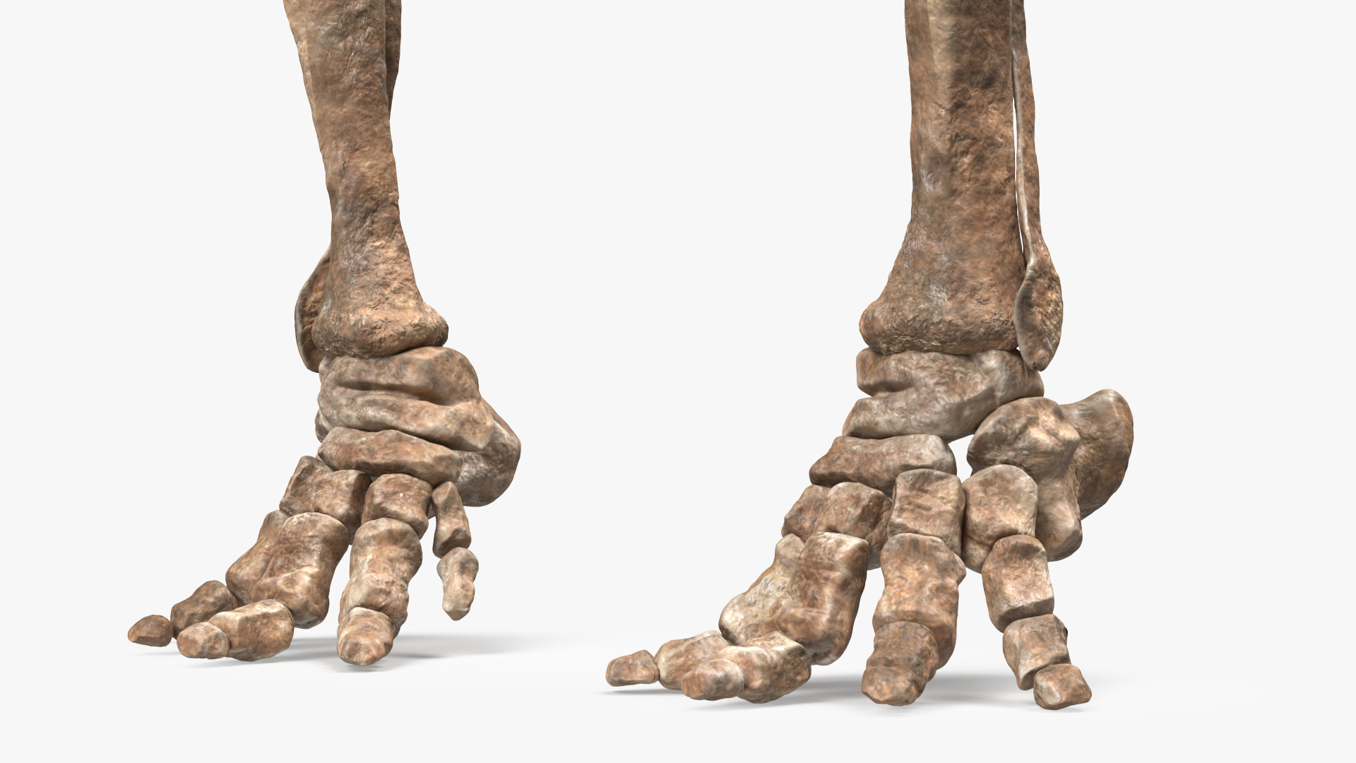3D Mammoth Skeleton Foot Old Bones