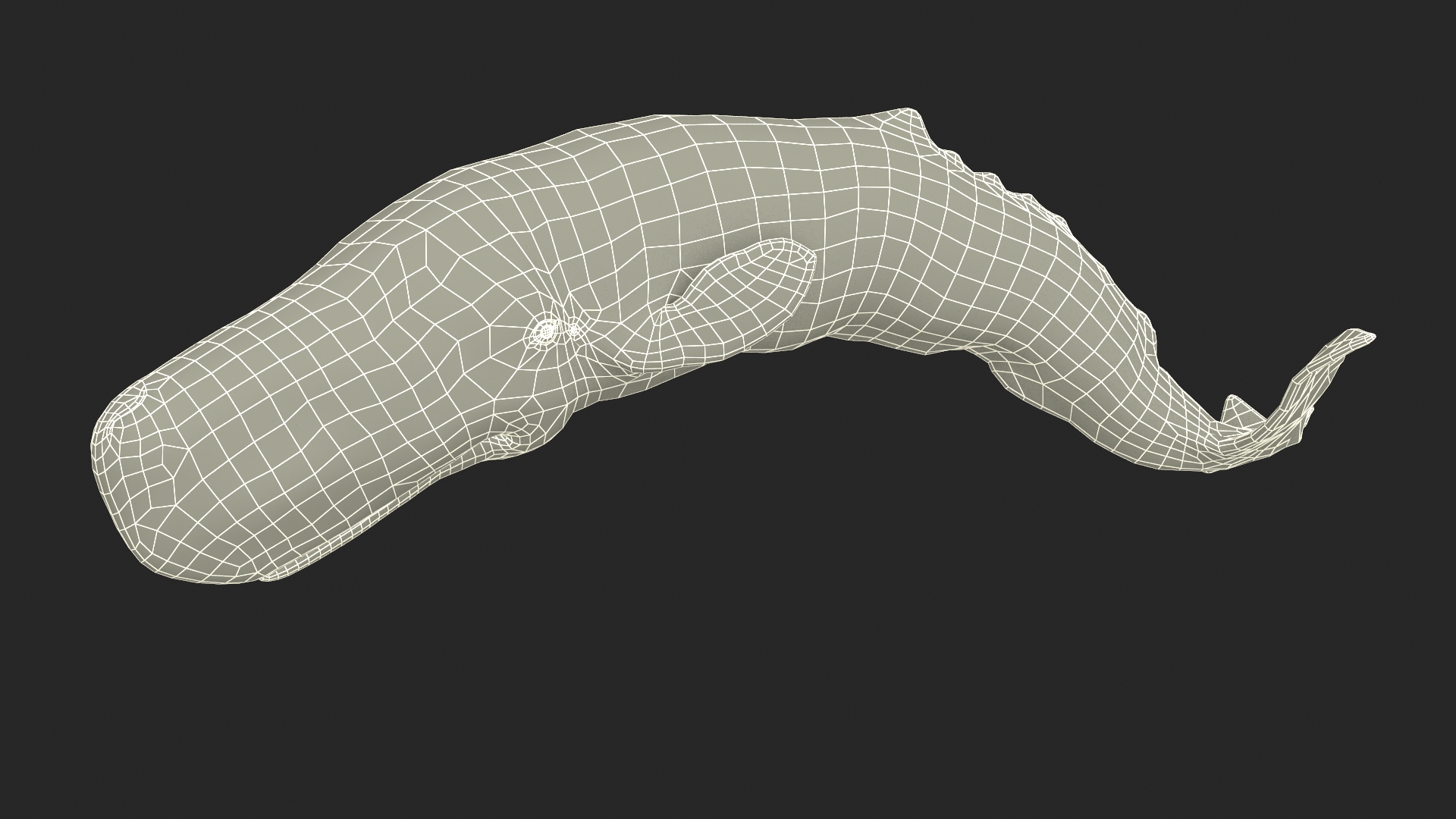 Physeter Macrocephalus Diving Pose 3D model