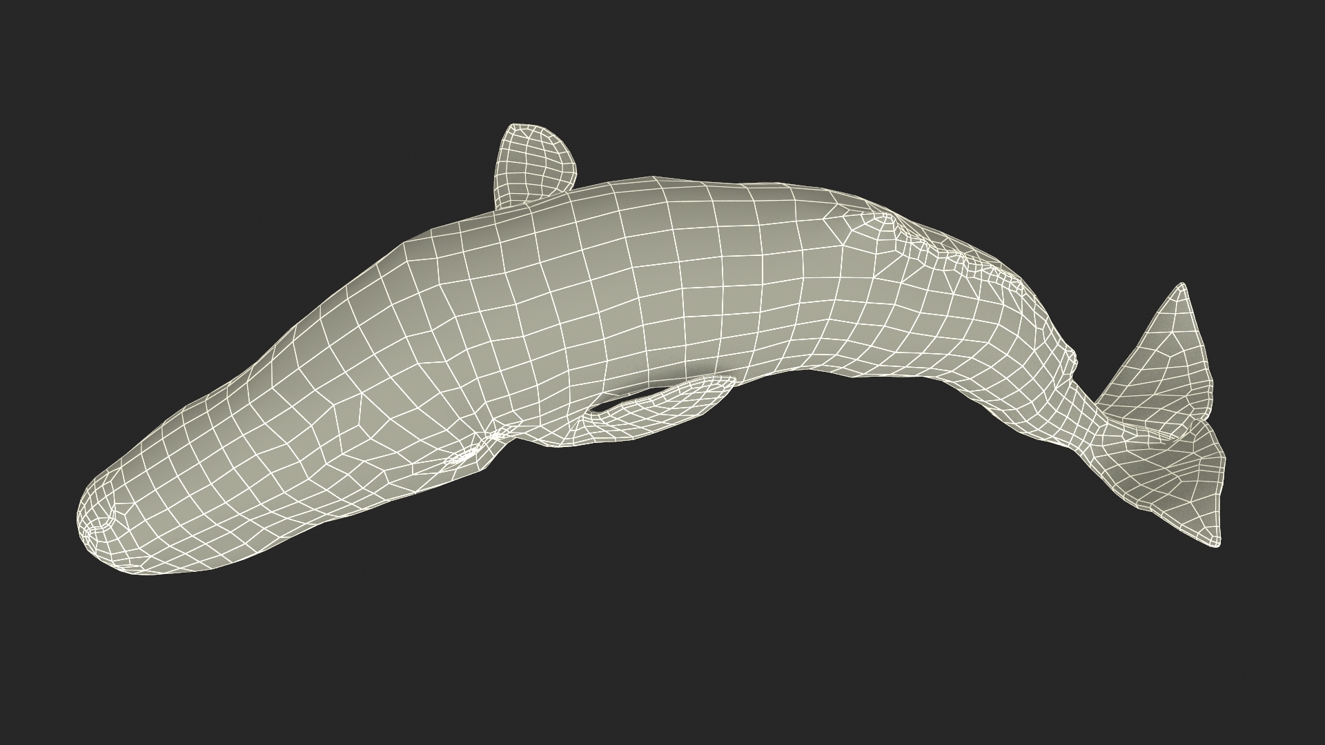Physeter Macrocephalus Diving Pose 3D model