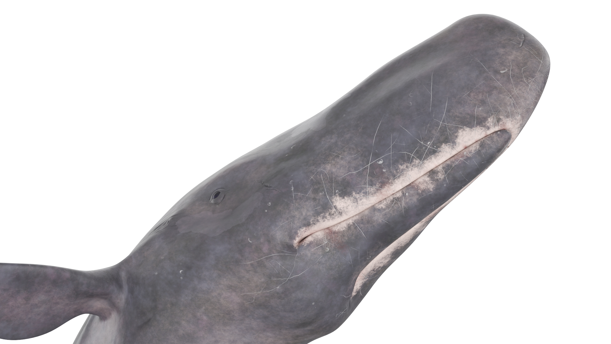 Physeter Macrocephalus Diving Pose 3D model