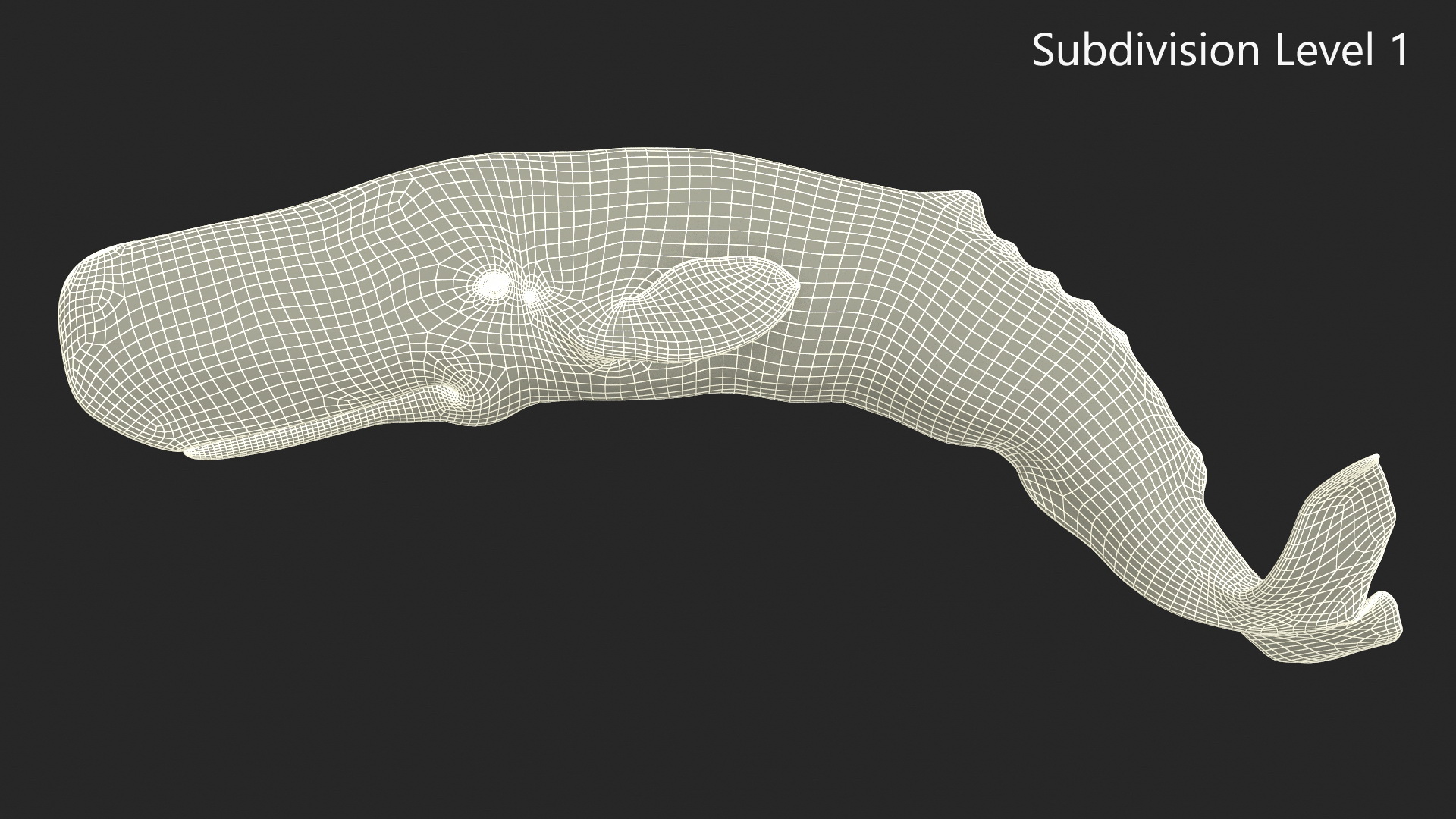 Physeter Macrocephalus Diving Pose 3D model