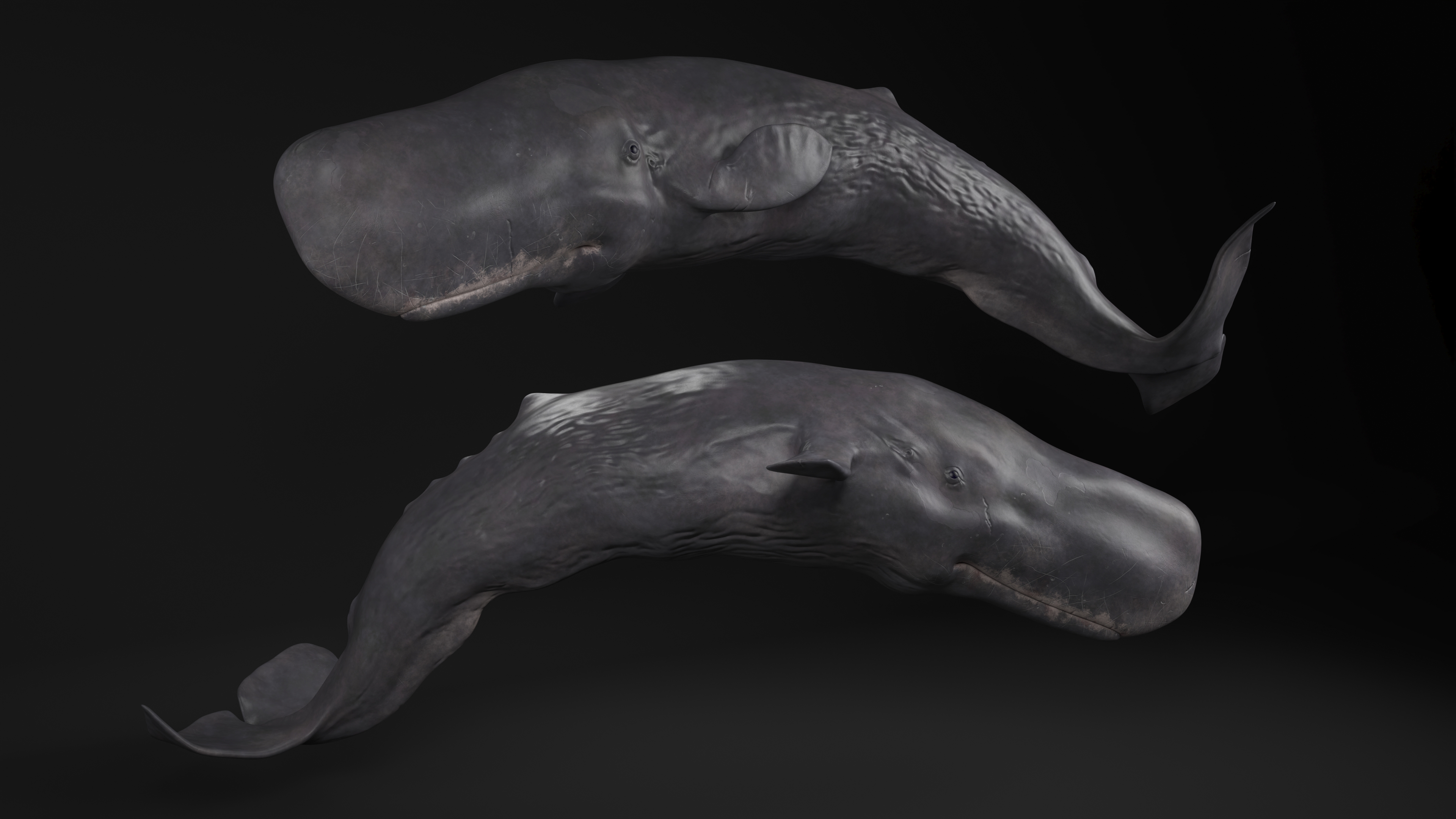 Physeter Macrocephalus Diving Pose 3D model