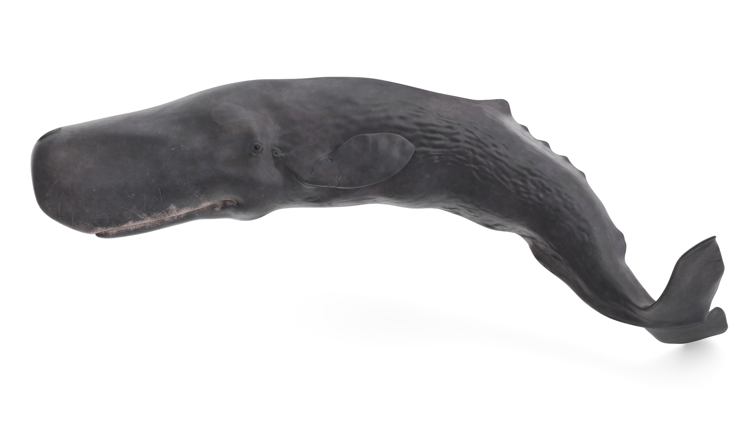 Physeter Macrocephalus Diving Pose 3D model