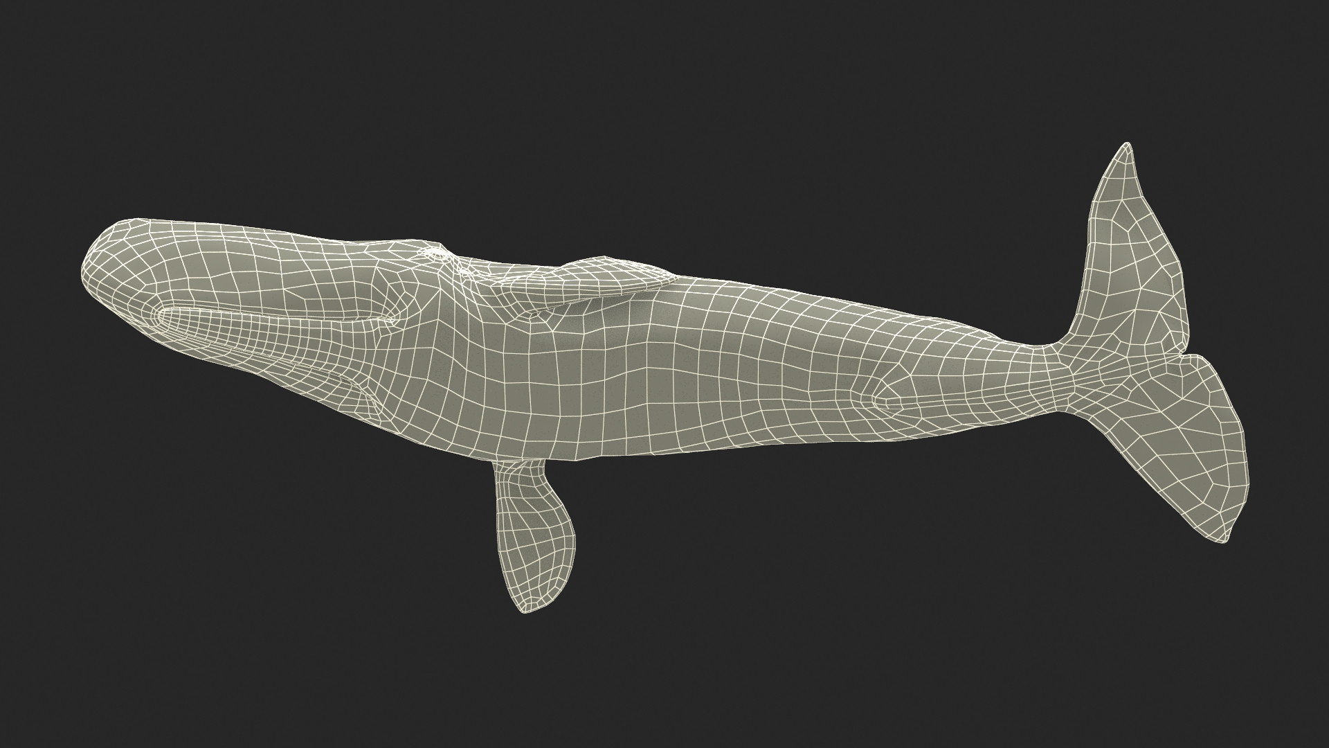 Physeter Macrocephalus Diving Pose 3D model