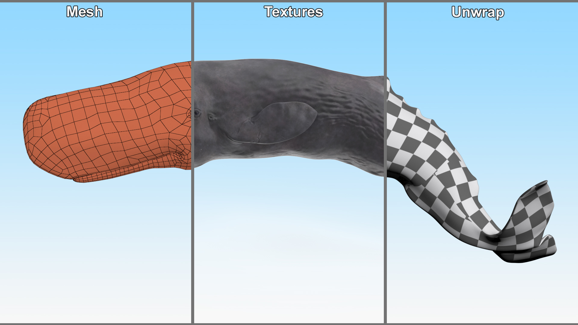 Physeter Macrocephalus Diving Pose 3D model