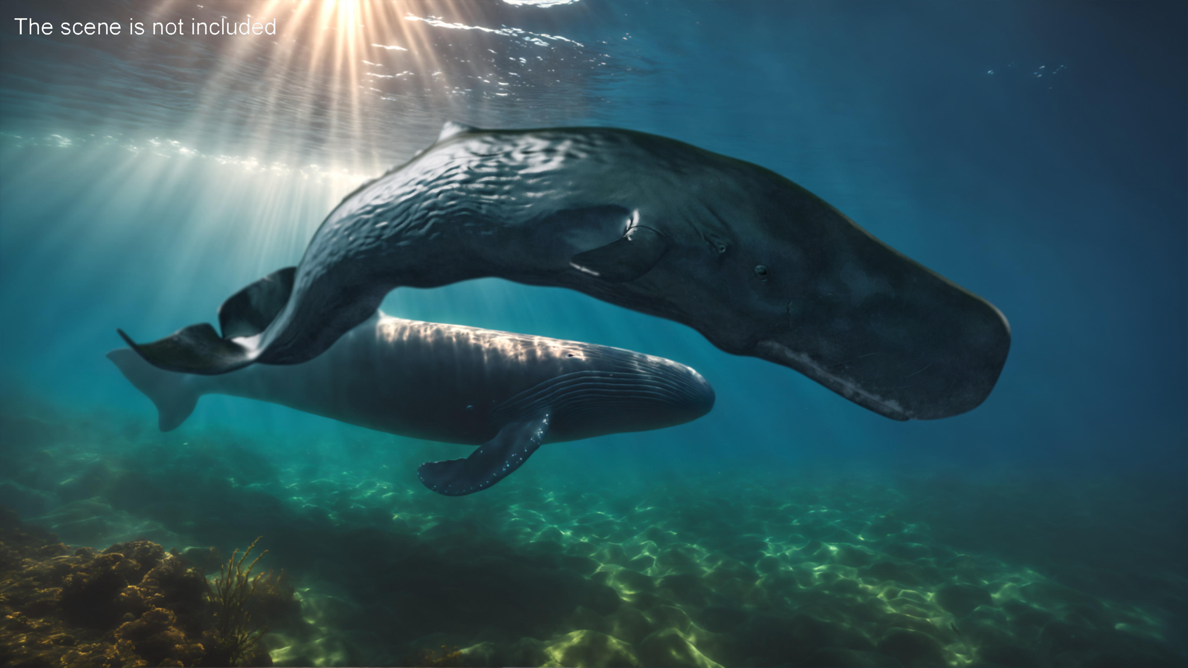 Physeter Macrocephalus Diving Pose 3D model