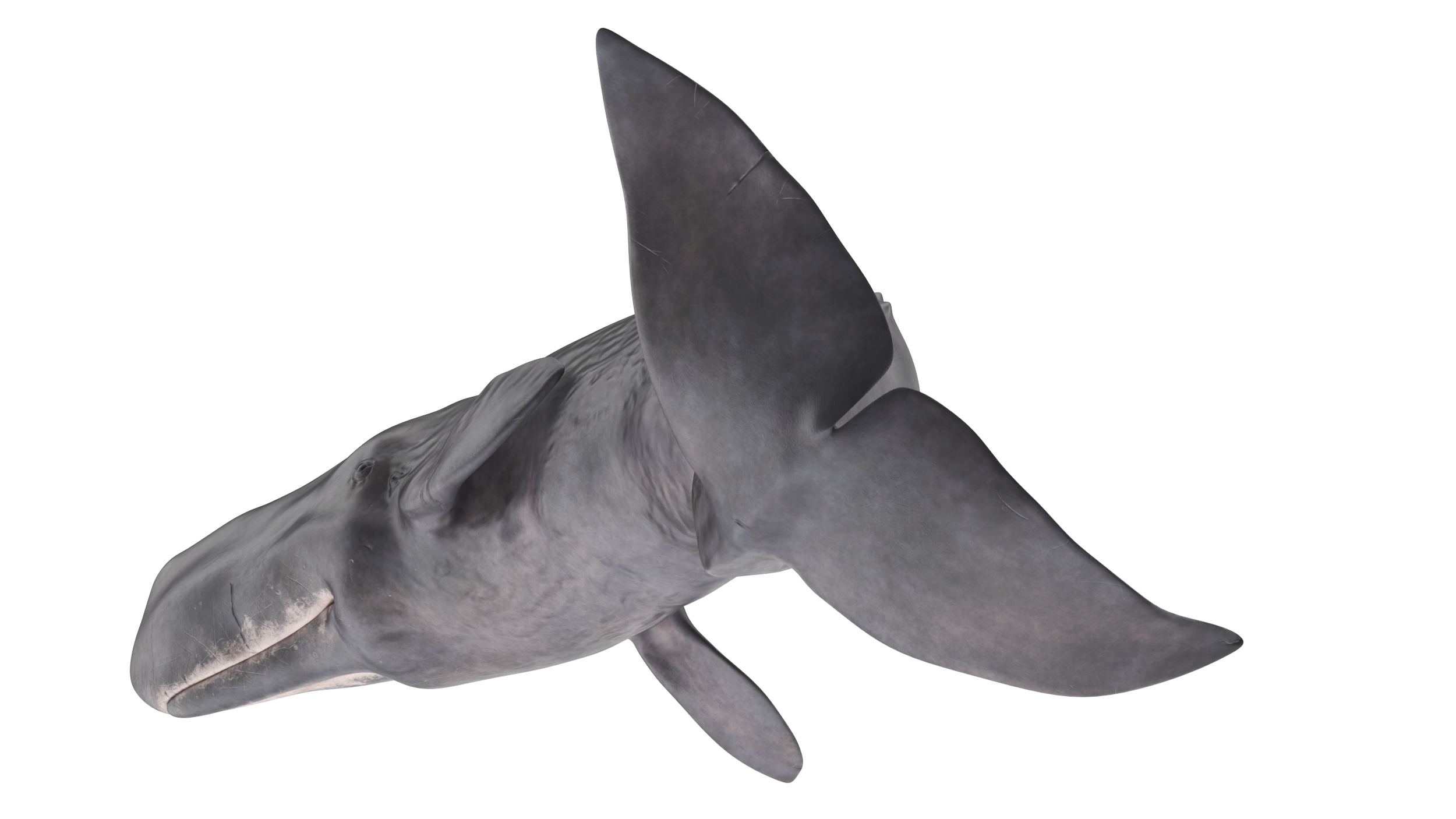 Physeter Macrocephalus Diving Pose 3D model