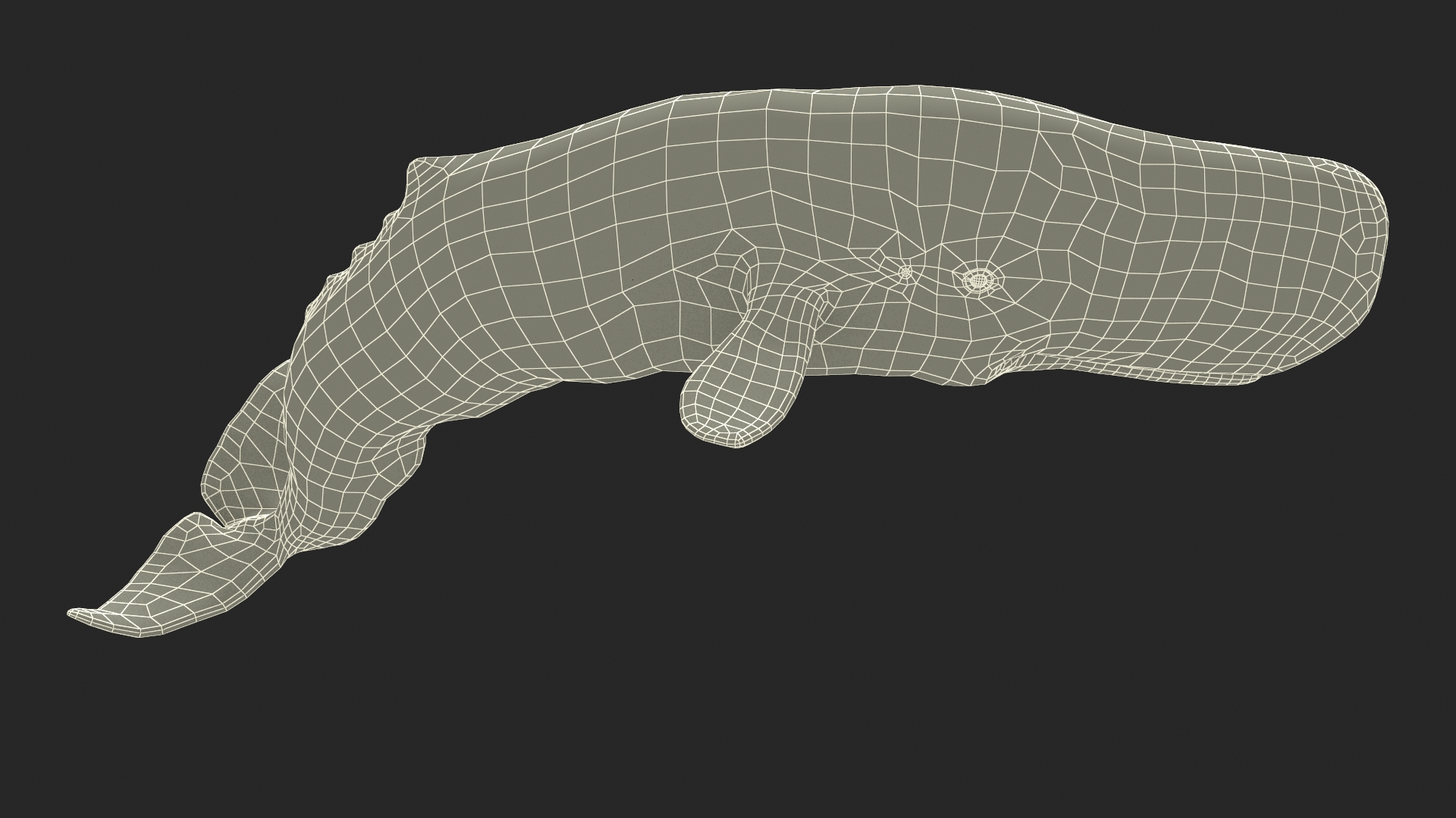 Physeter Macrocephalus Diving Pose 3D model