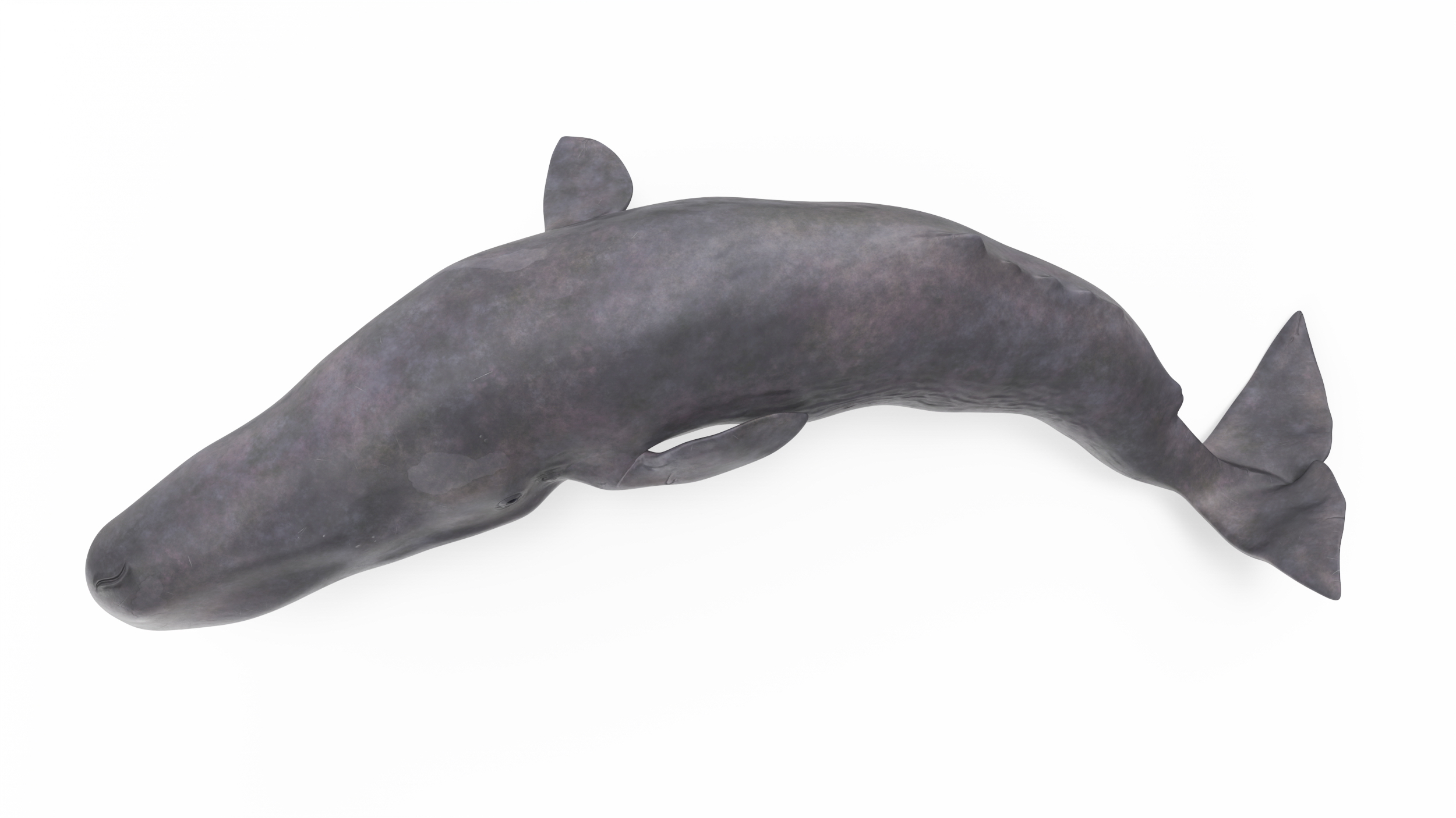 Physeter Macrocephalus Diving Pose 3D model