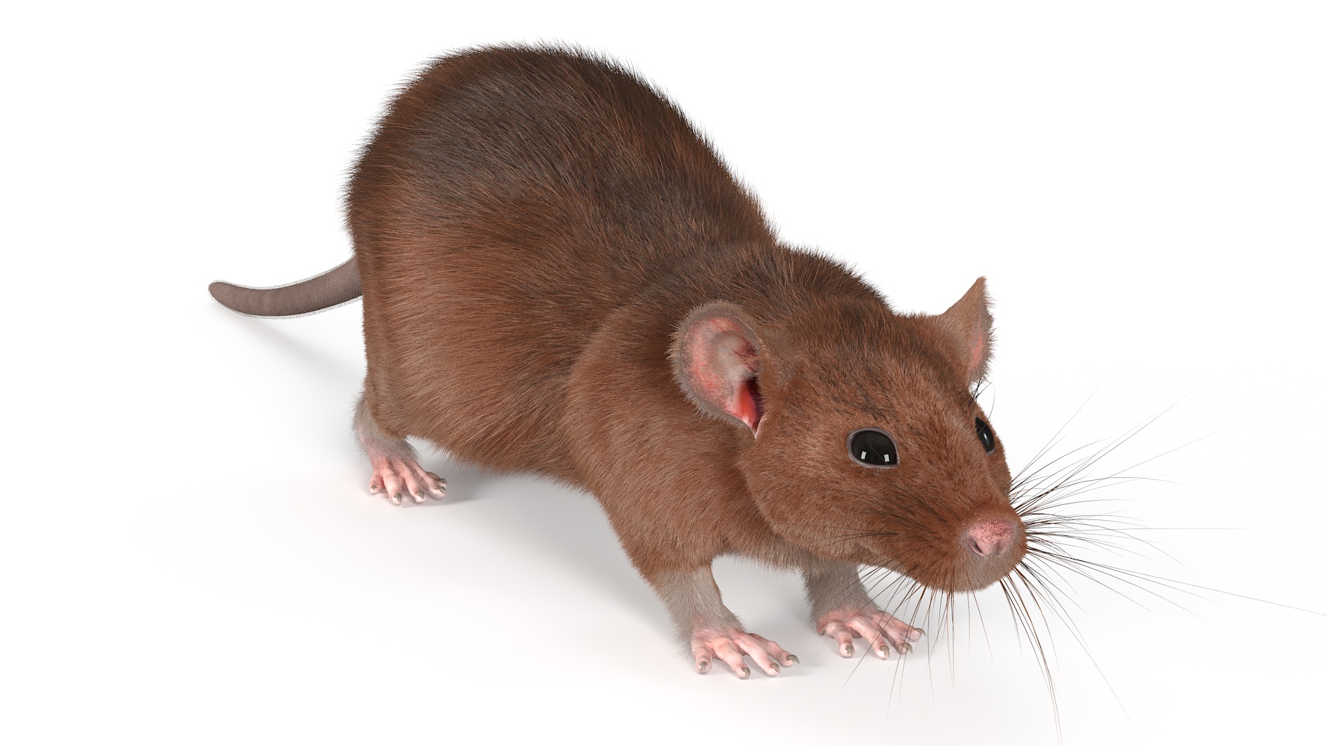 Common Rat with Fur 3D model