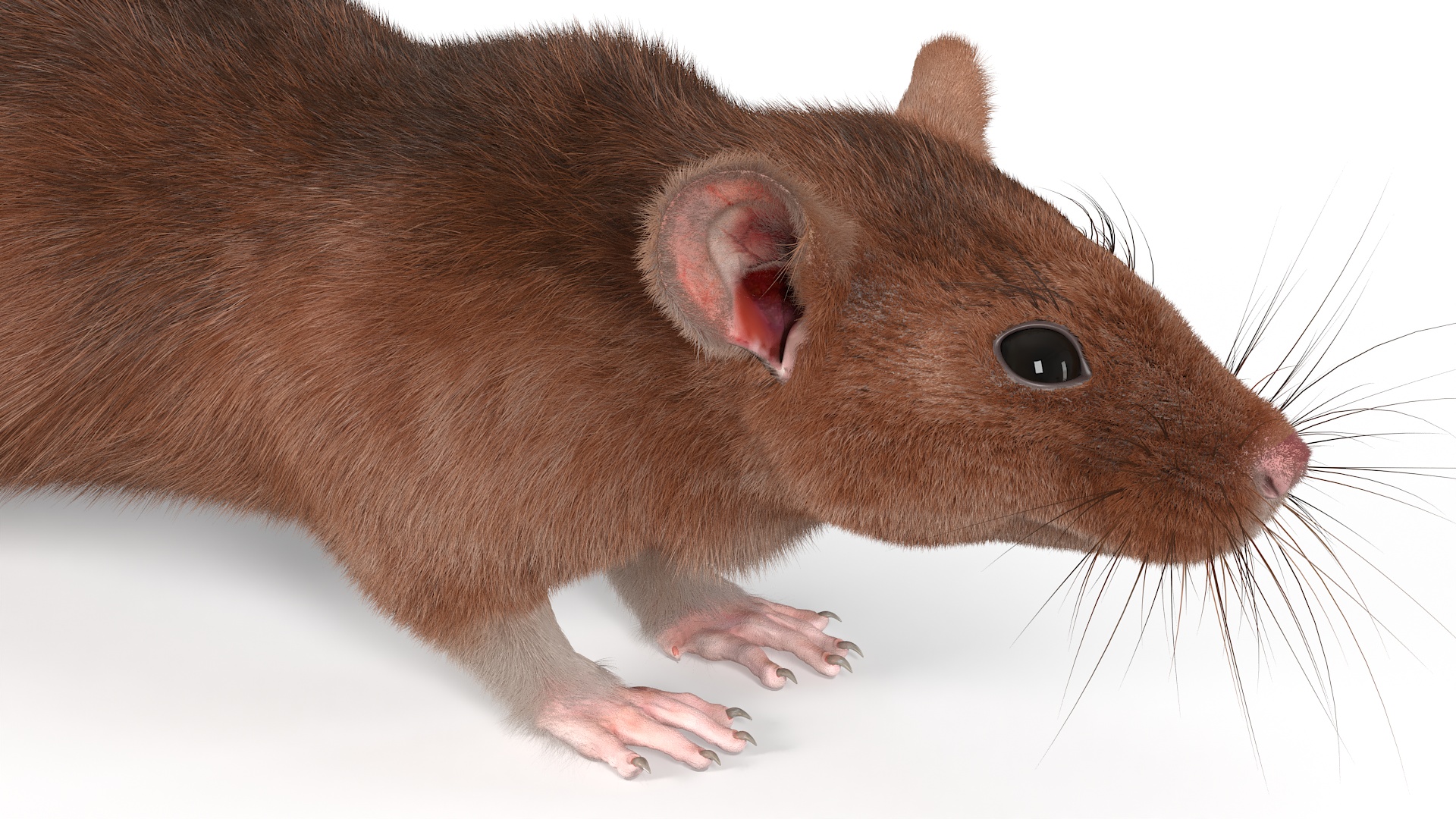 Common Rat with Fur 3D model