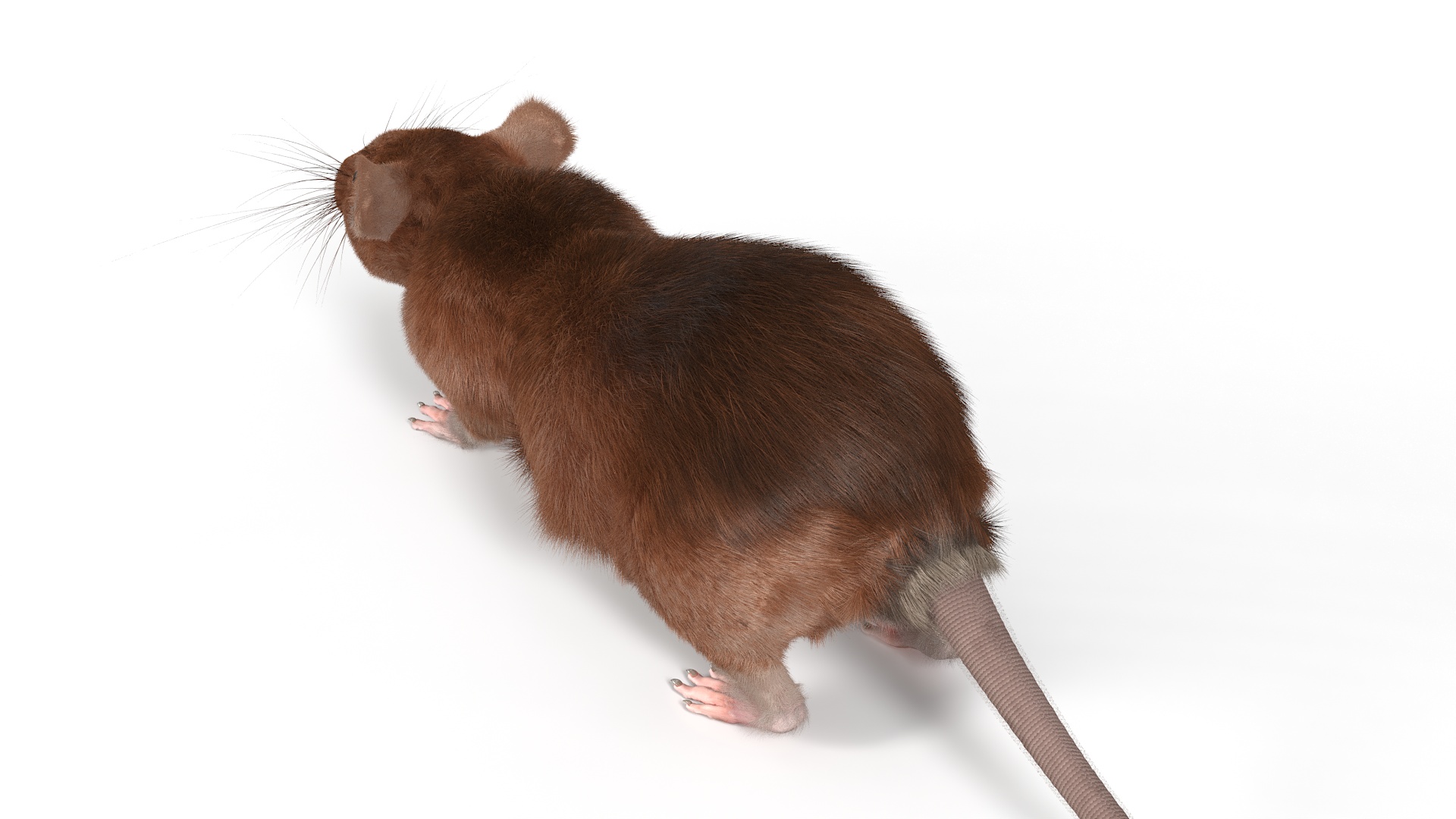 Common Rat with Fur 3D model