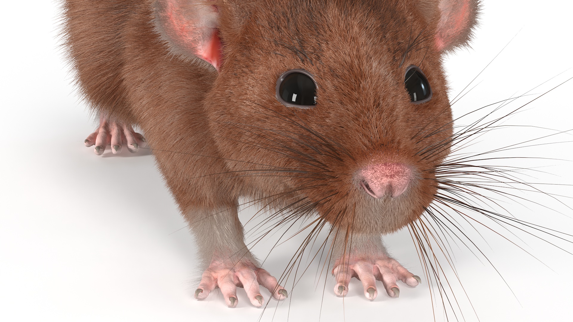 Common Rat with Fur 3D model