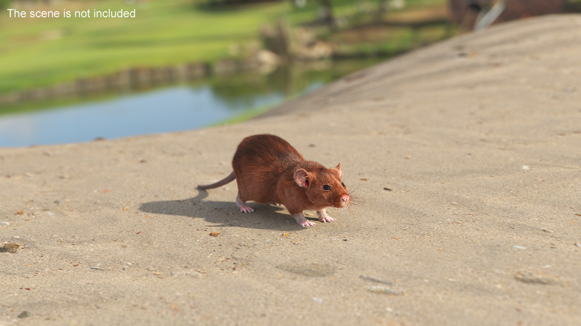 Common Rat with Fur 3D model