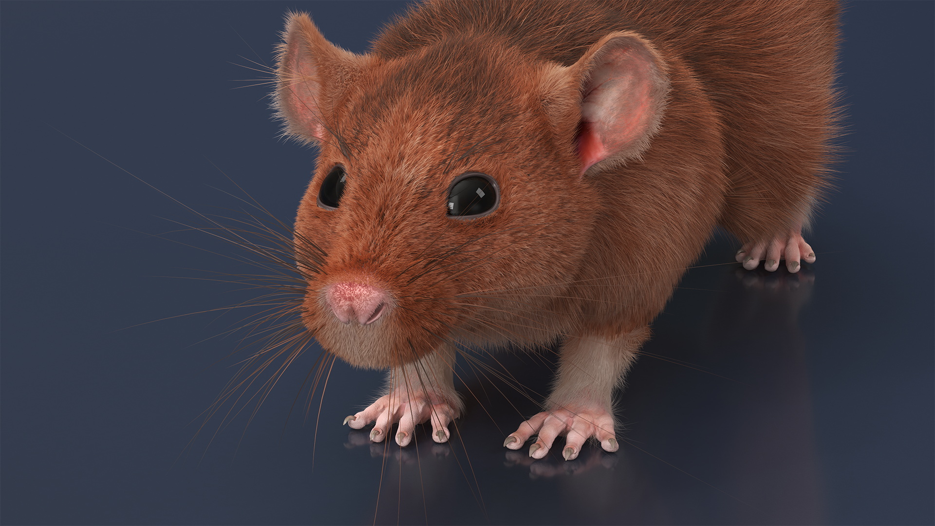 Common Rat with Fur 3D model
