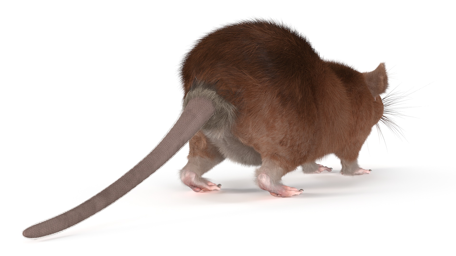 Common Rat with Fur 3D model