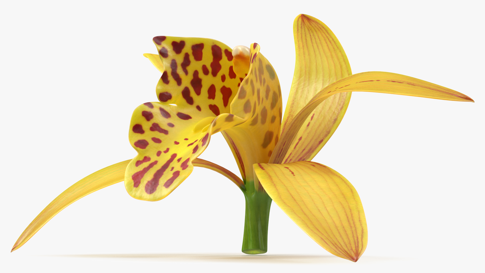 3D model Cymbidium Orchid Flower Yellow