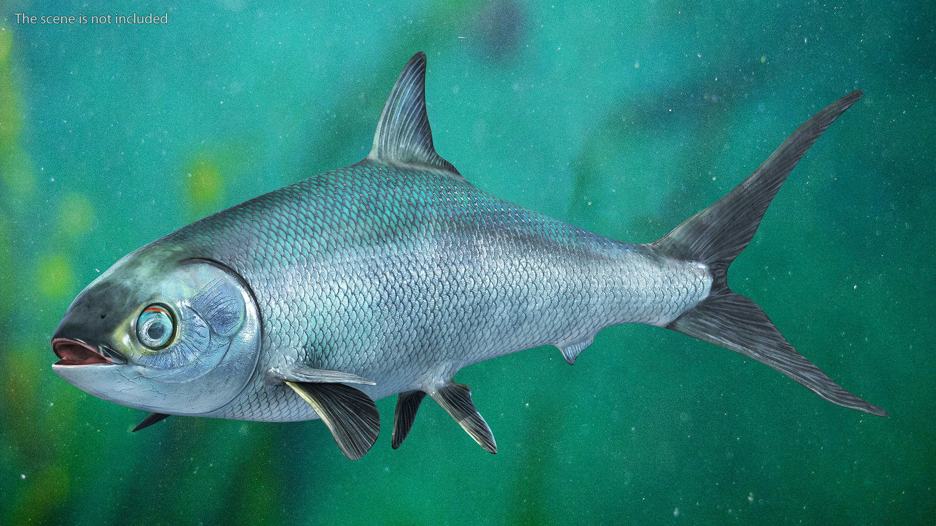 Swimming Milkfish 3D