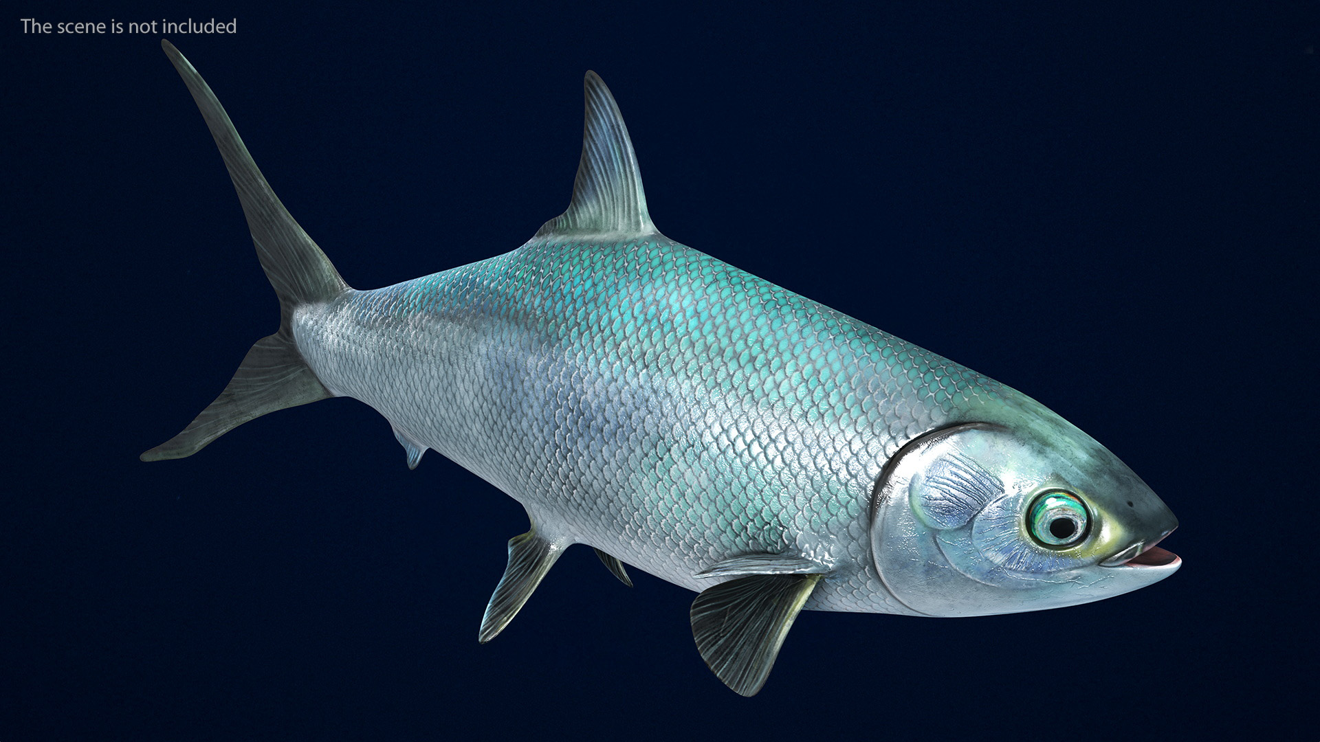 Swimming Milkfish 3D