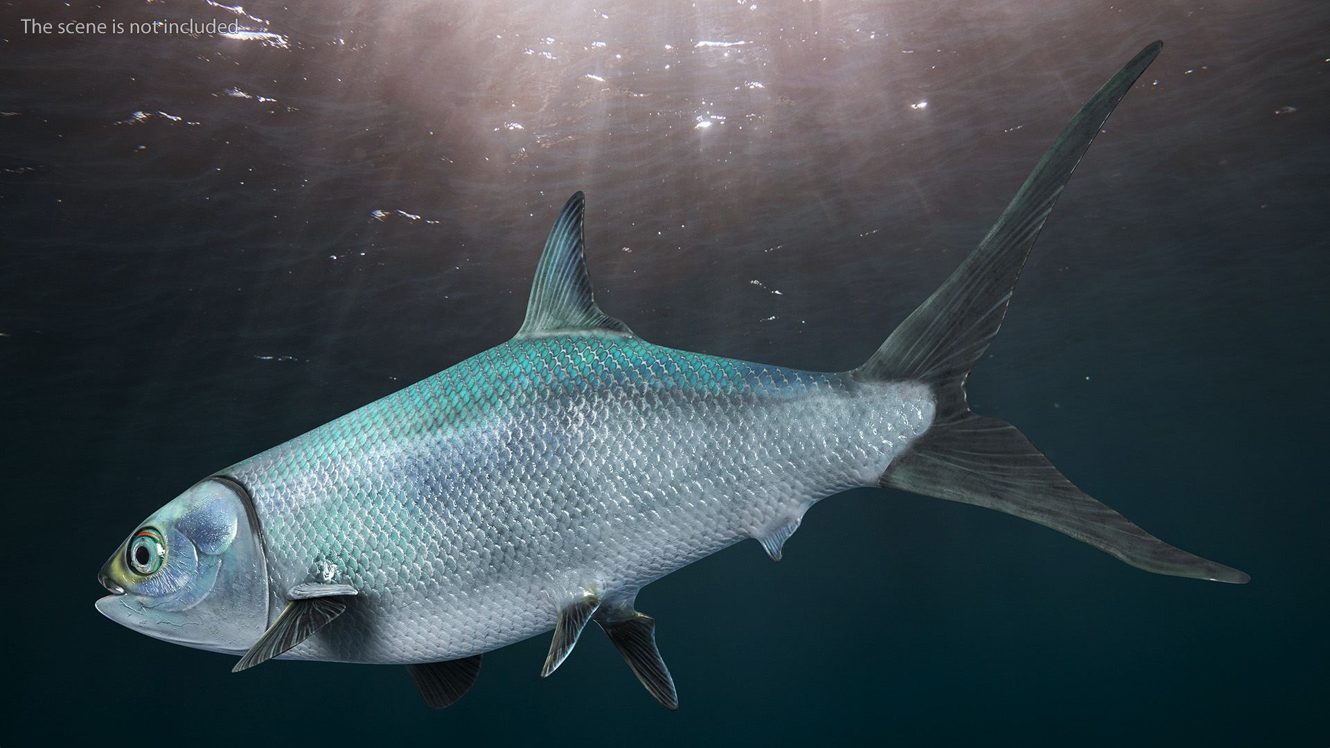 Swimming Milkfish 3D