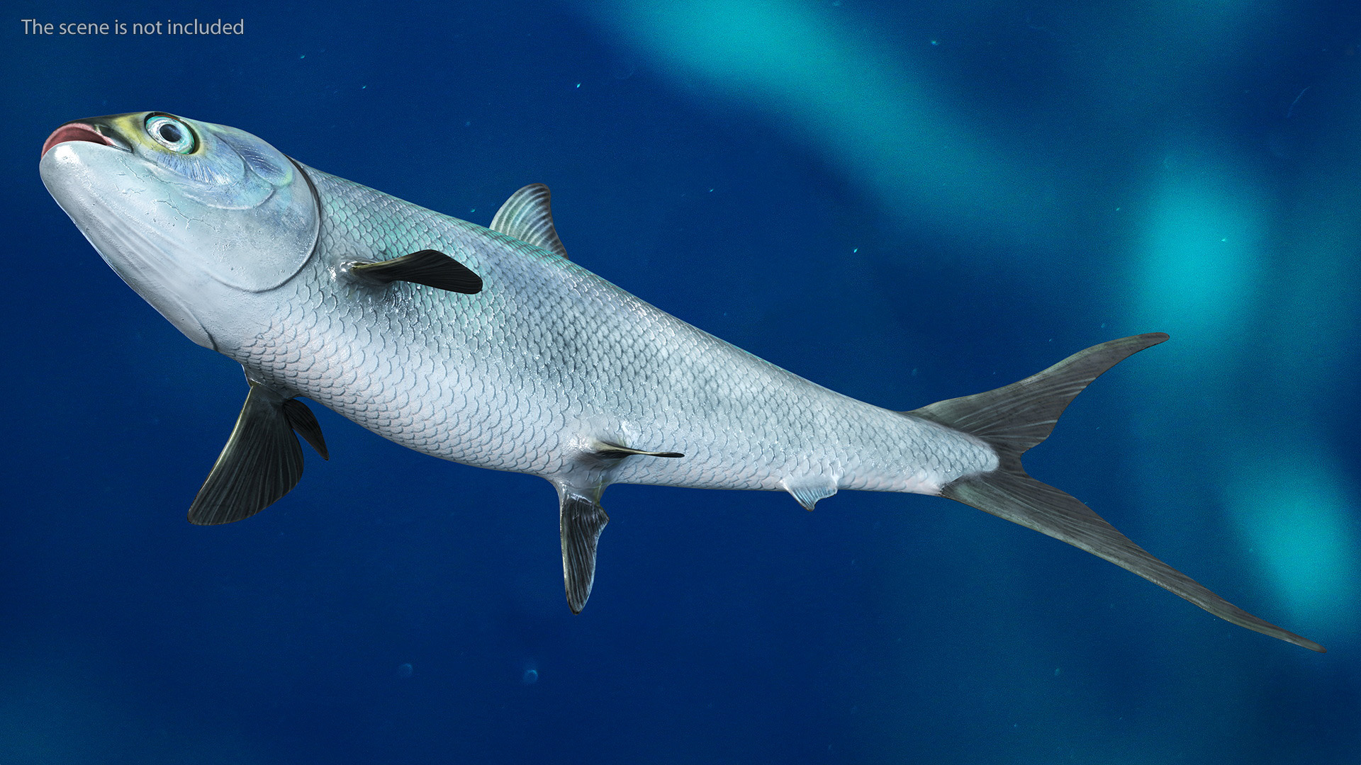 Swimming Milkfish 3D