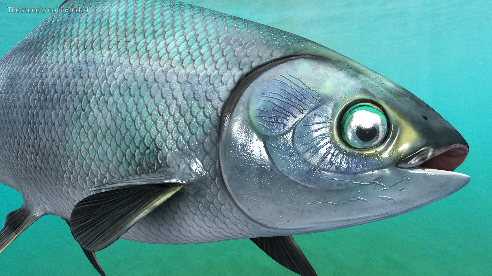 Swimming Milkfish 3D