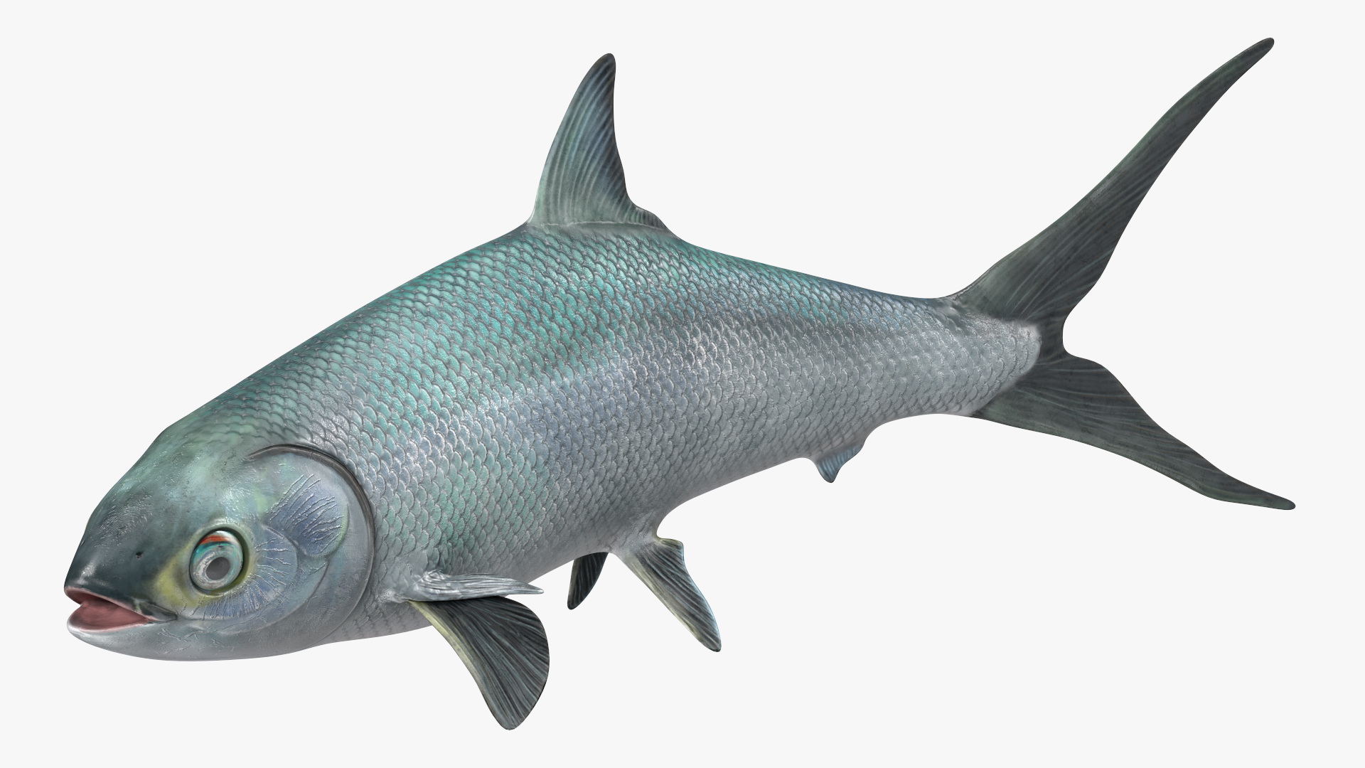 Swimming Milkfish 3D