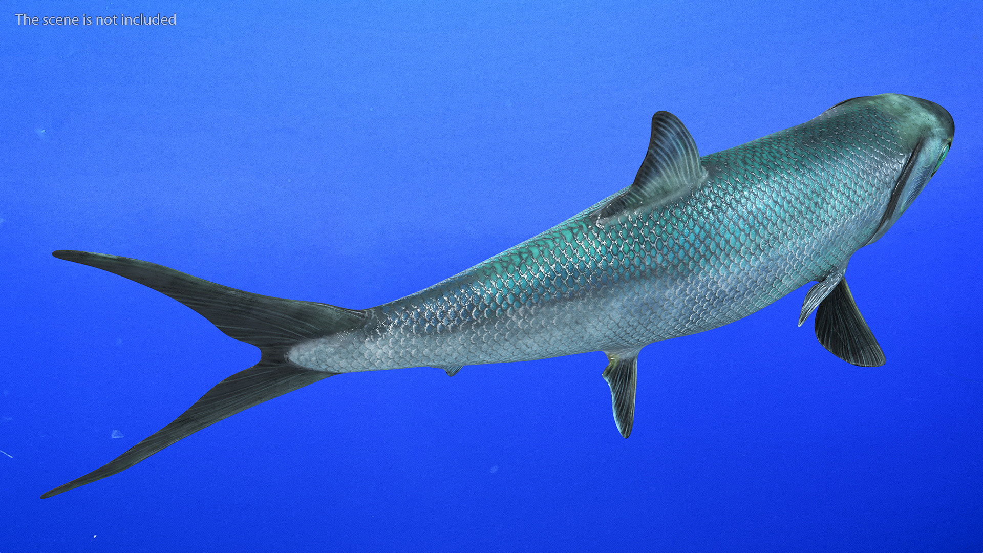 Swimming Milkfish 3D