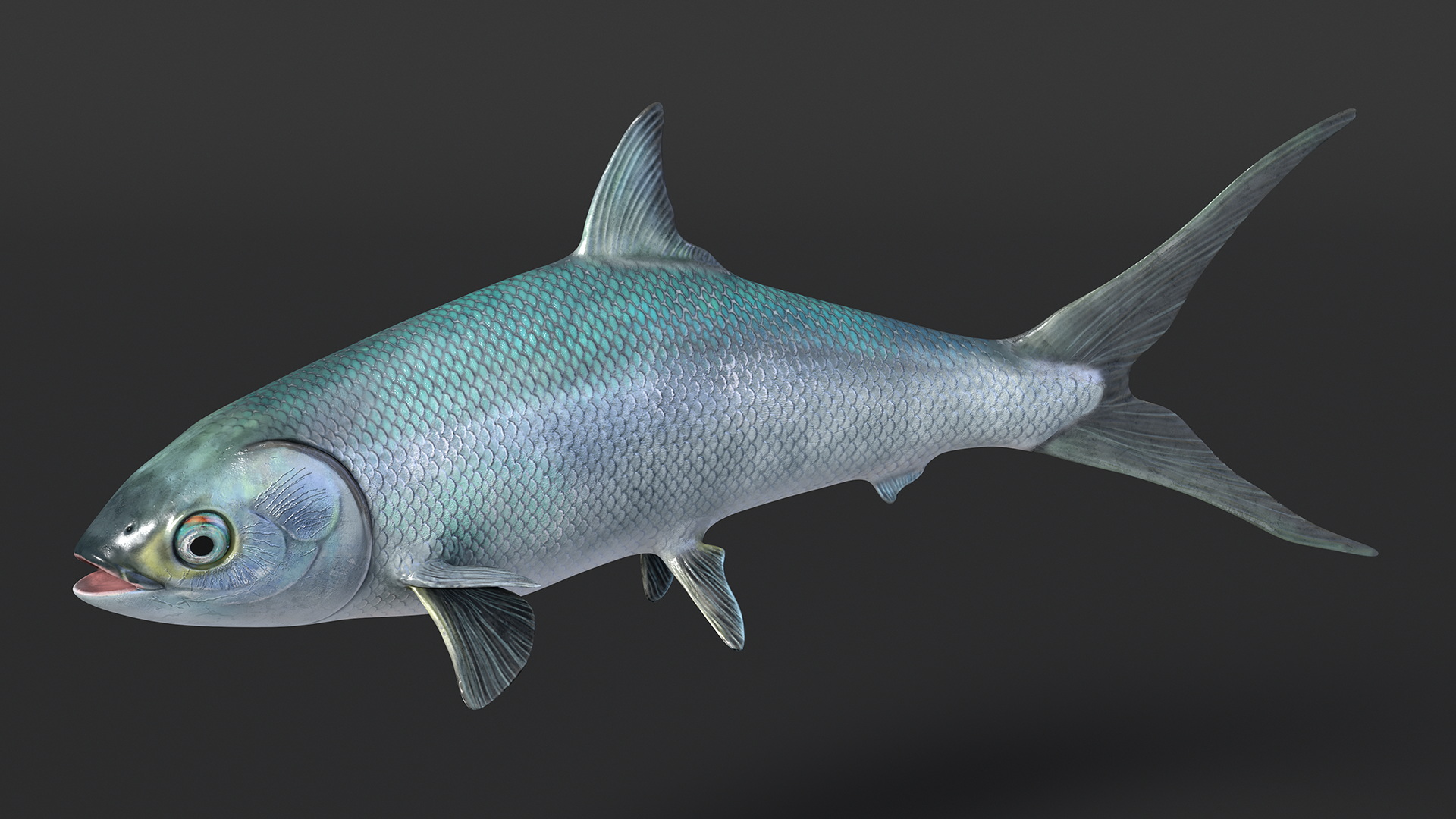 Swimming Milkfish 3D