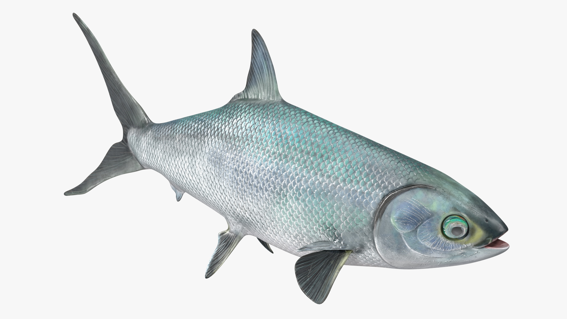 Swimming Milkfish 3D