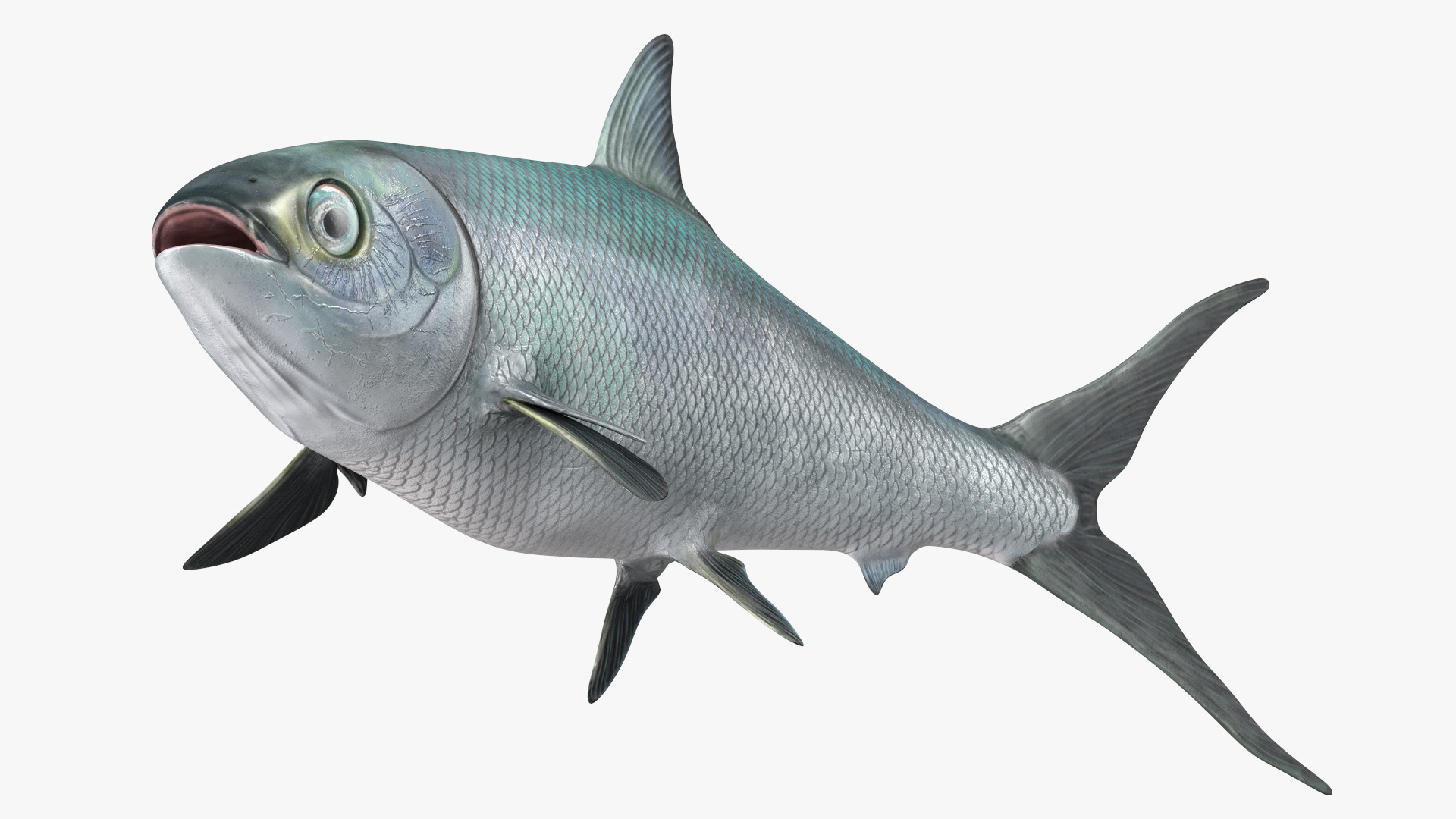 Swimming Milkfish 3D