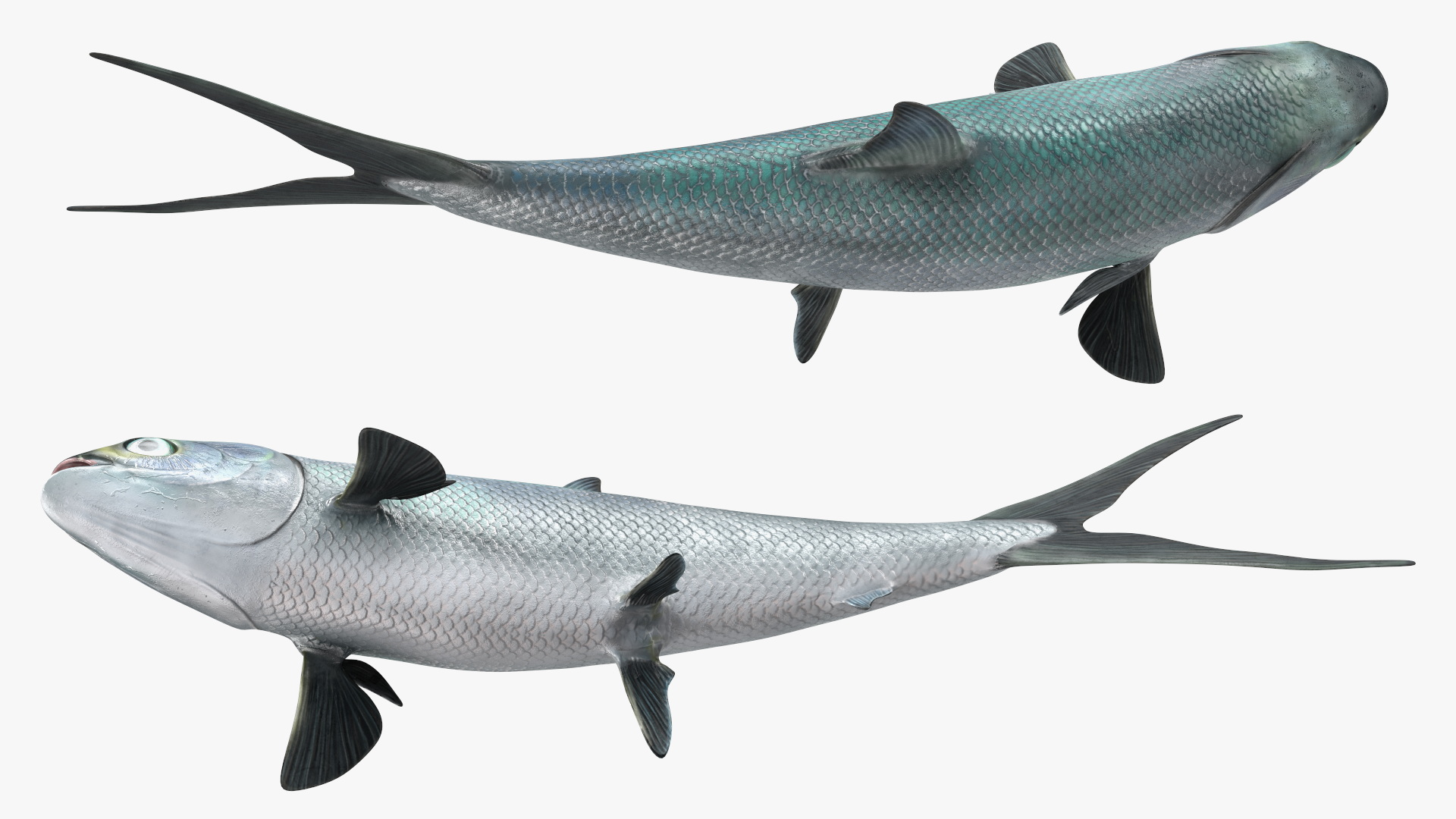 Swimming Milkfish 3D
