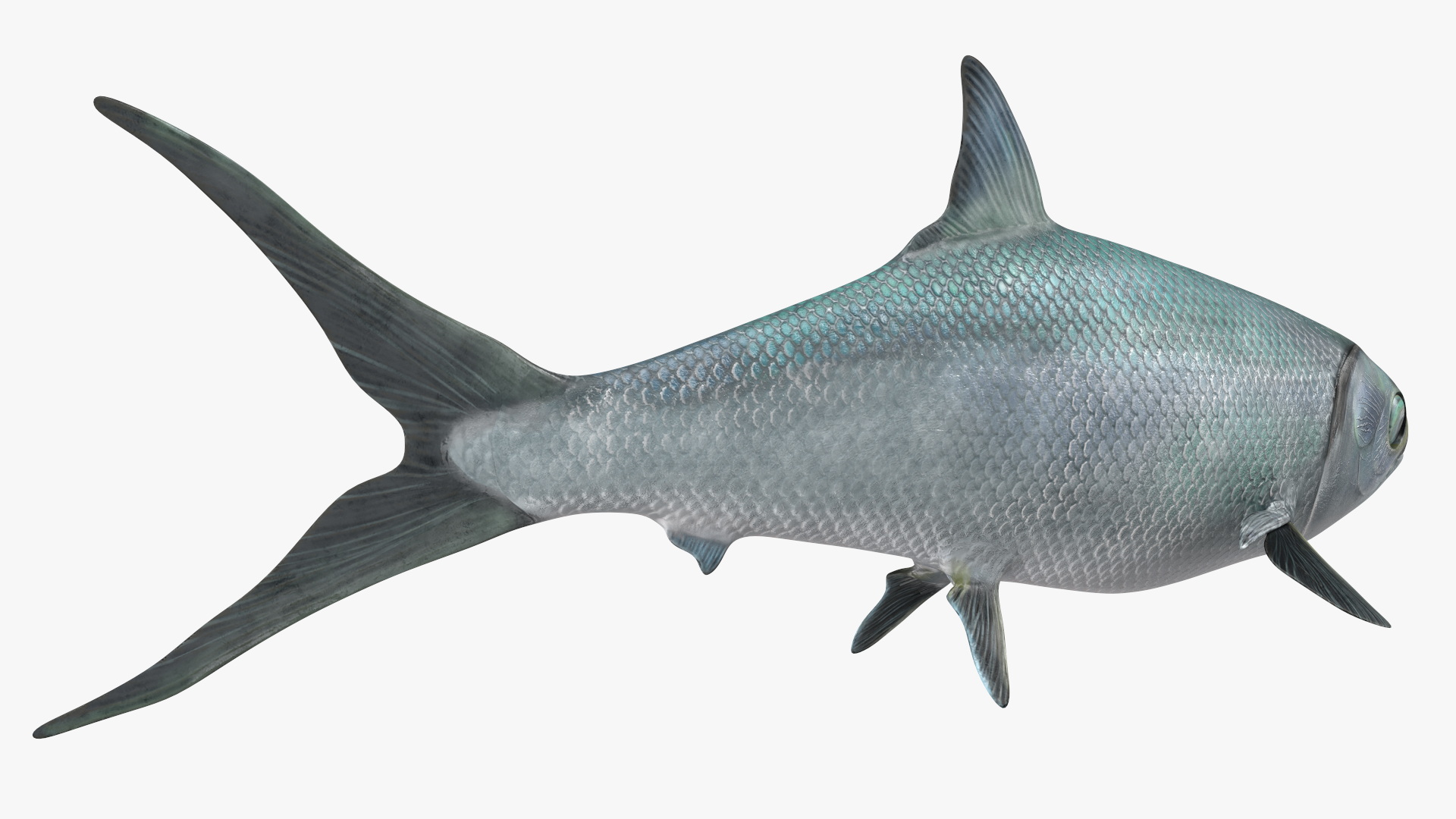 Swimming Milkfish 3D