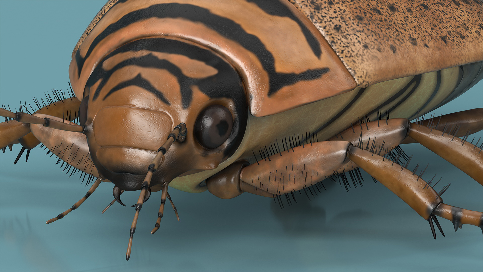 3D Water Beetle Beige Realistic model