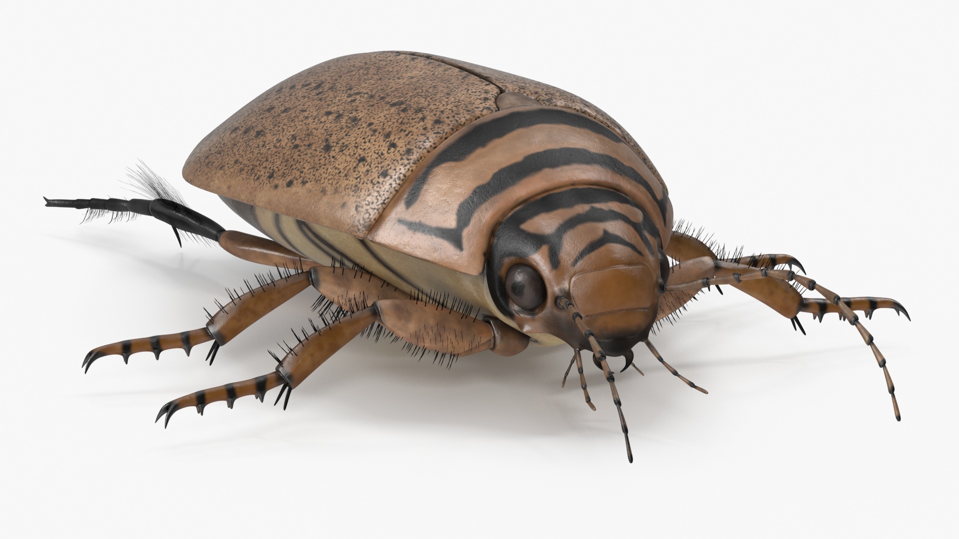 3D Water Beetle Beige Realistic model