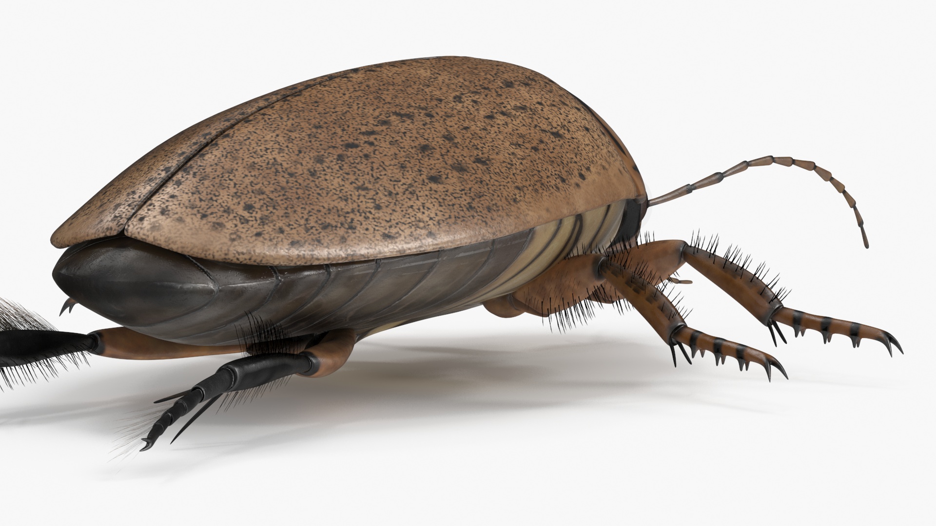 3D Water Beetle Beige Realistic model