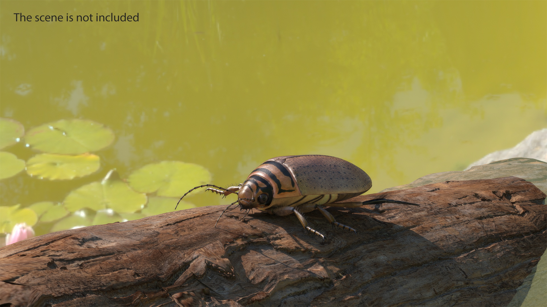 3D Water Beetle Beige Realistic model