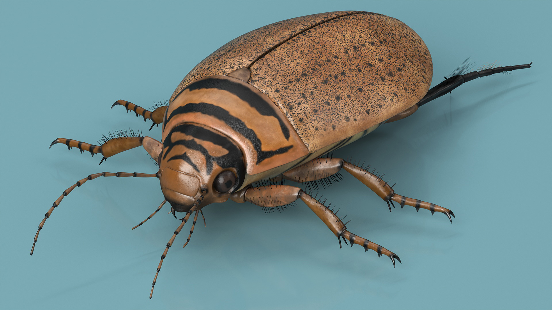 3D Water Beetle Beige Realistic model