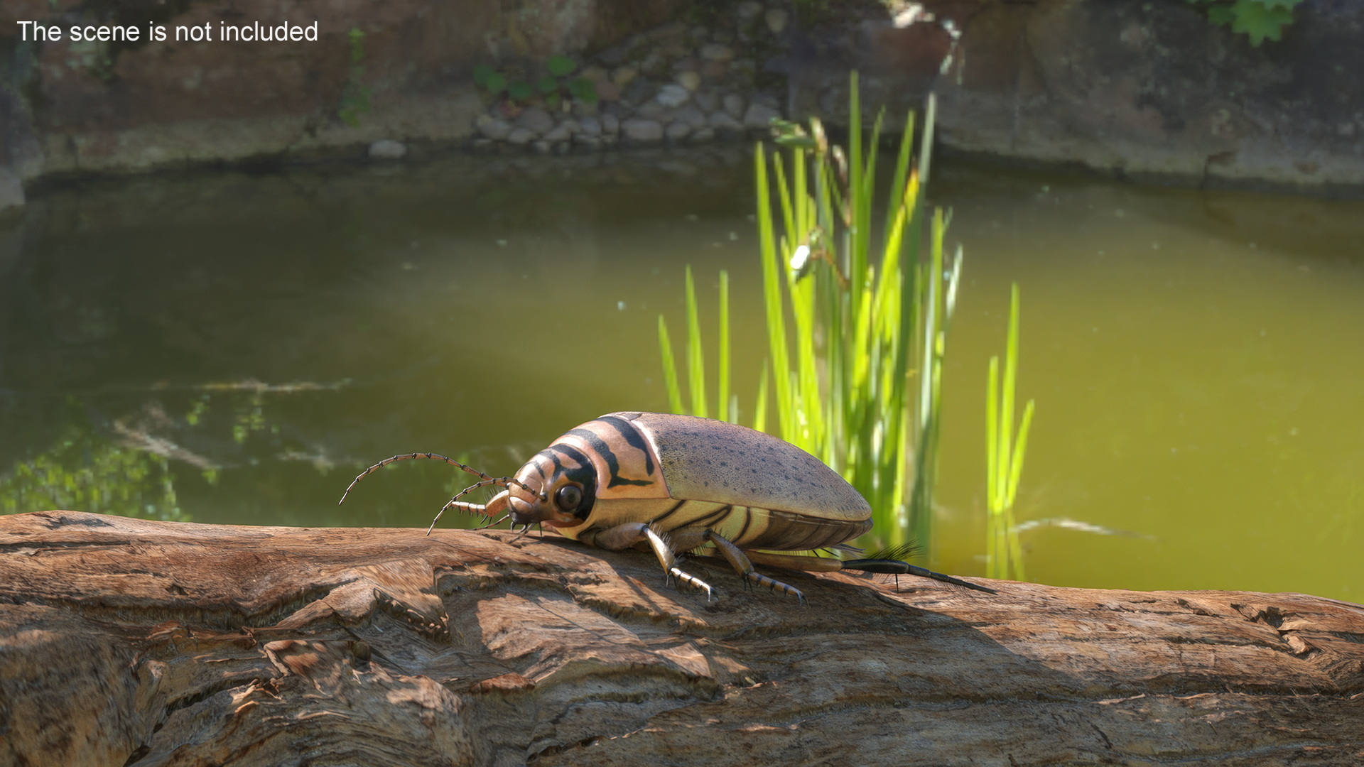 3D Water Beetle Beige Realistic model