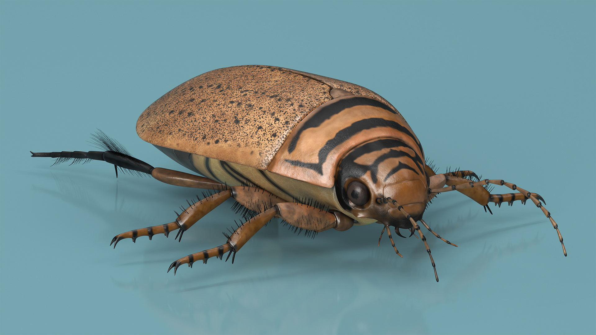 3D Water Beetle Beige Realistic model