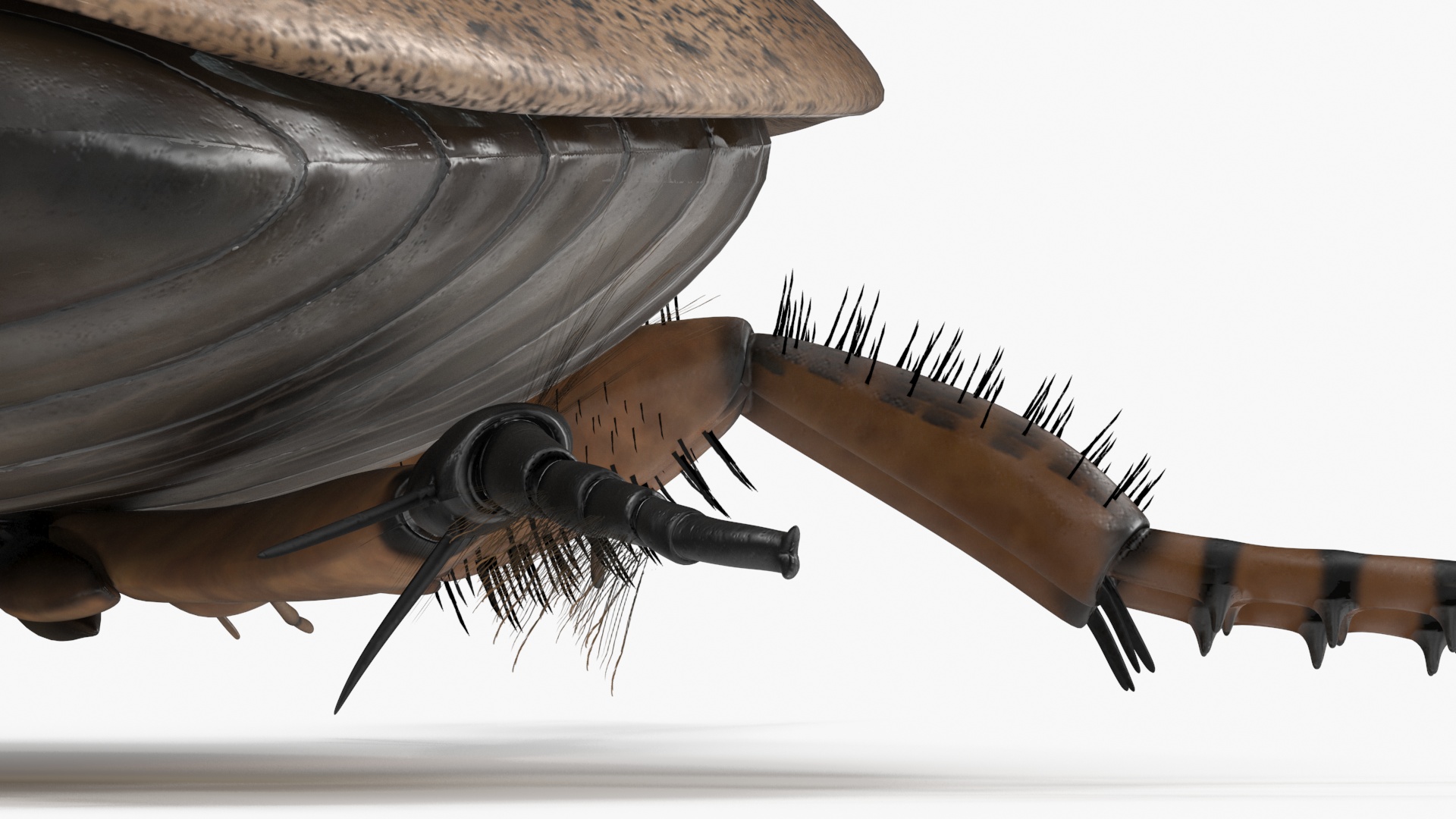 3D Water Beetle Beige Realistic model