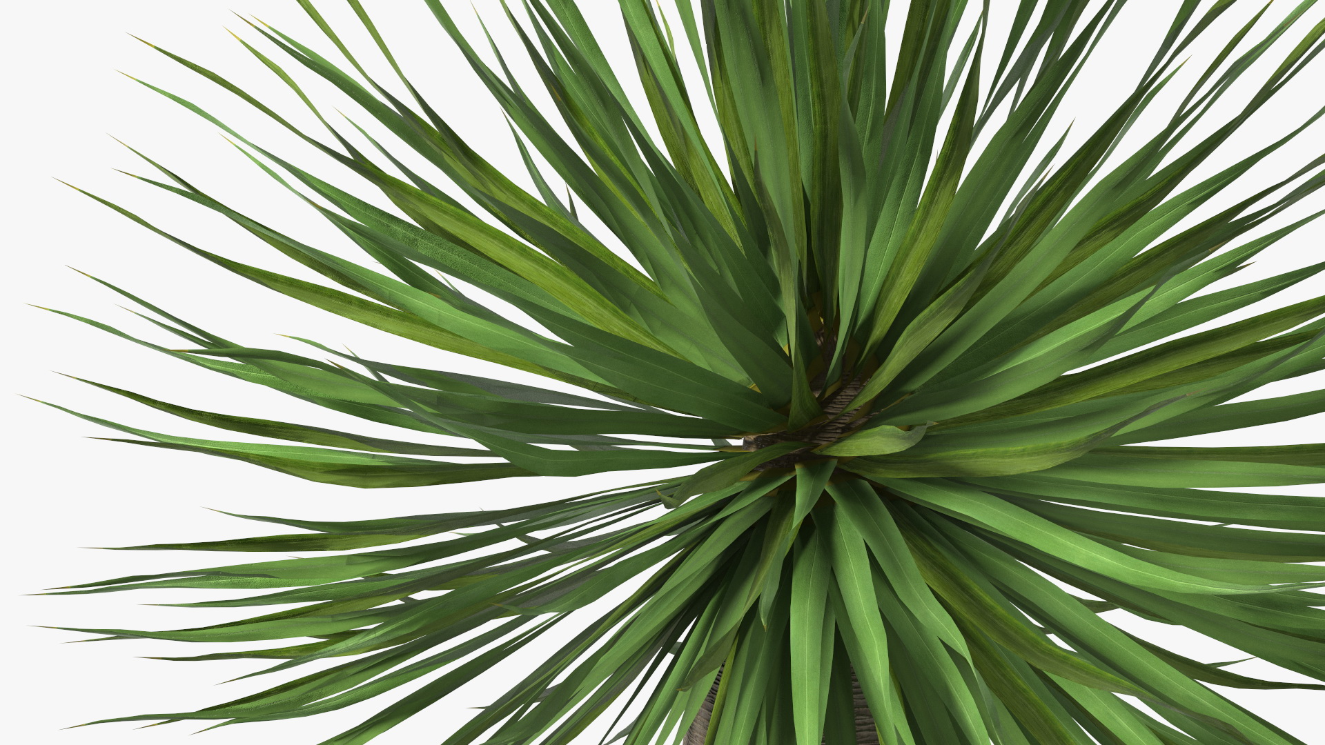 3D Dragon Blood Tree Young model